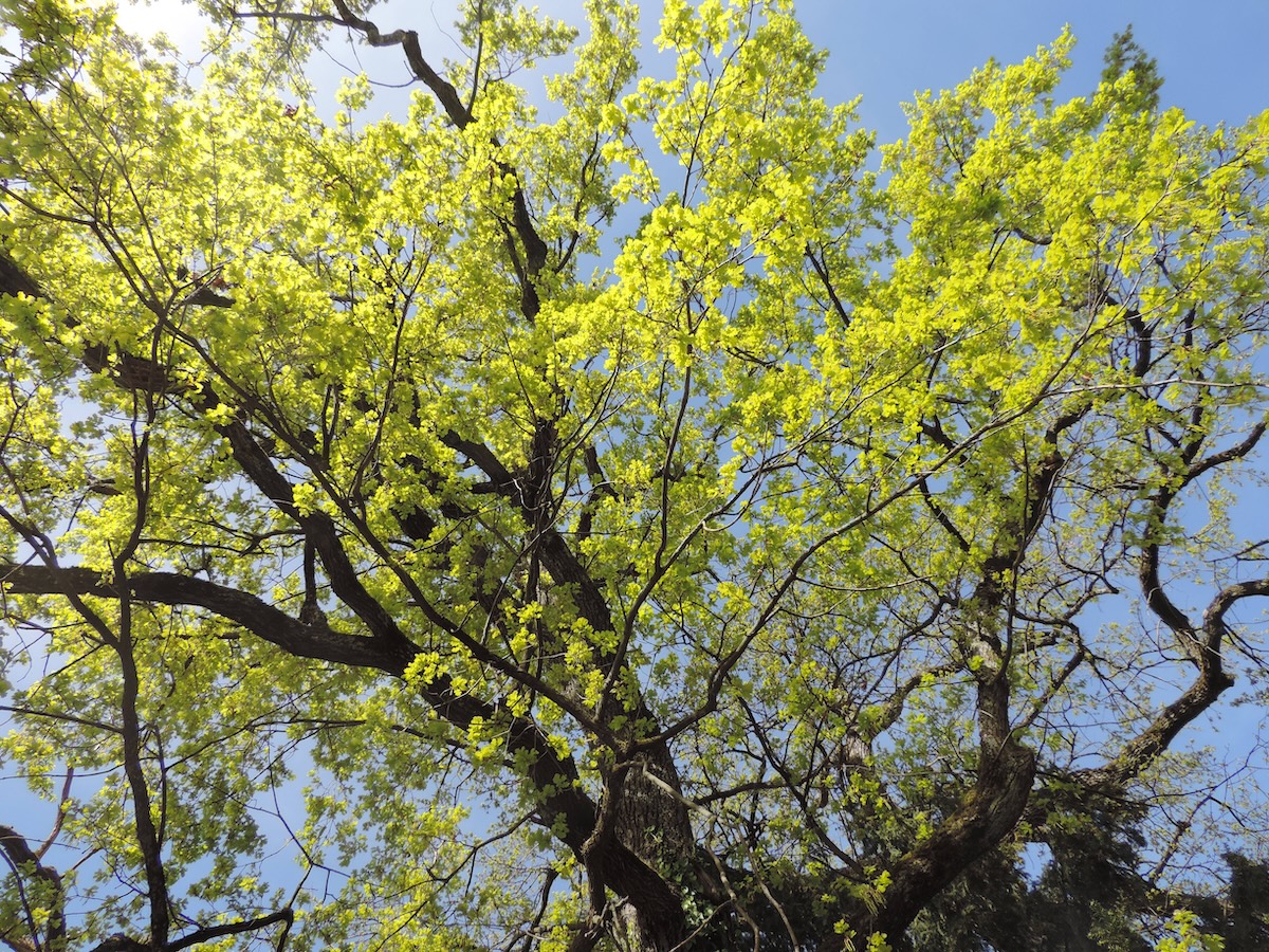 Chêne du Bois de Chêne