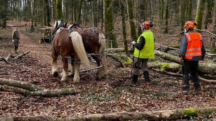 Débardage à cheval dans la RIS en mars 2024