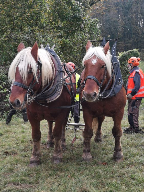 Débardage à cheval