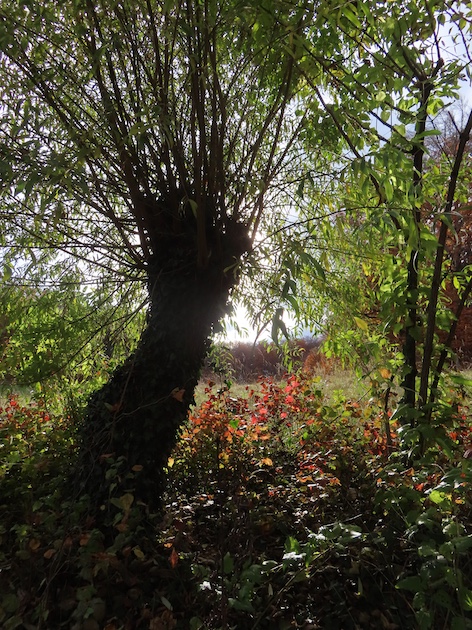 Bain de forêt 2024