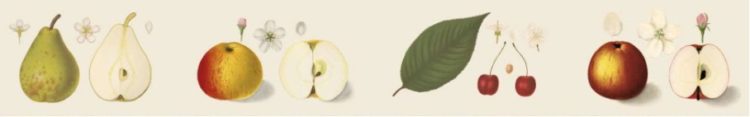 Pomologie
