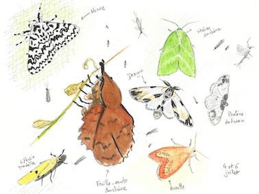 Papillons de nuit