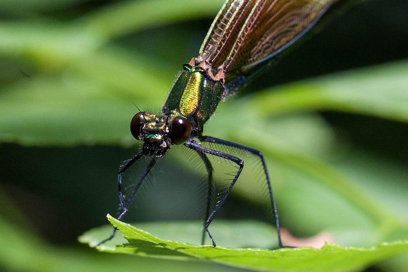 2007-06-calopteryx-virgo-F-1