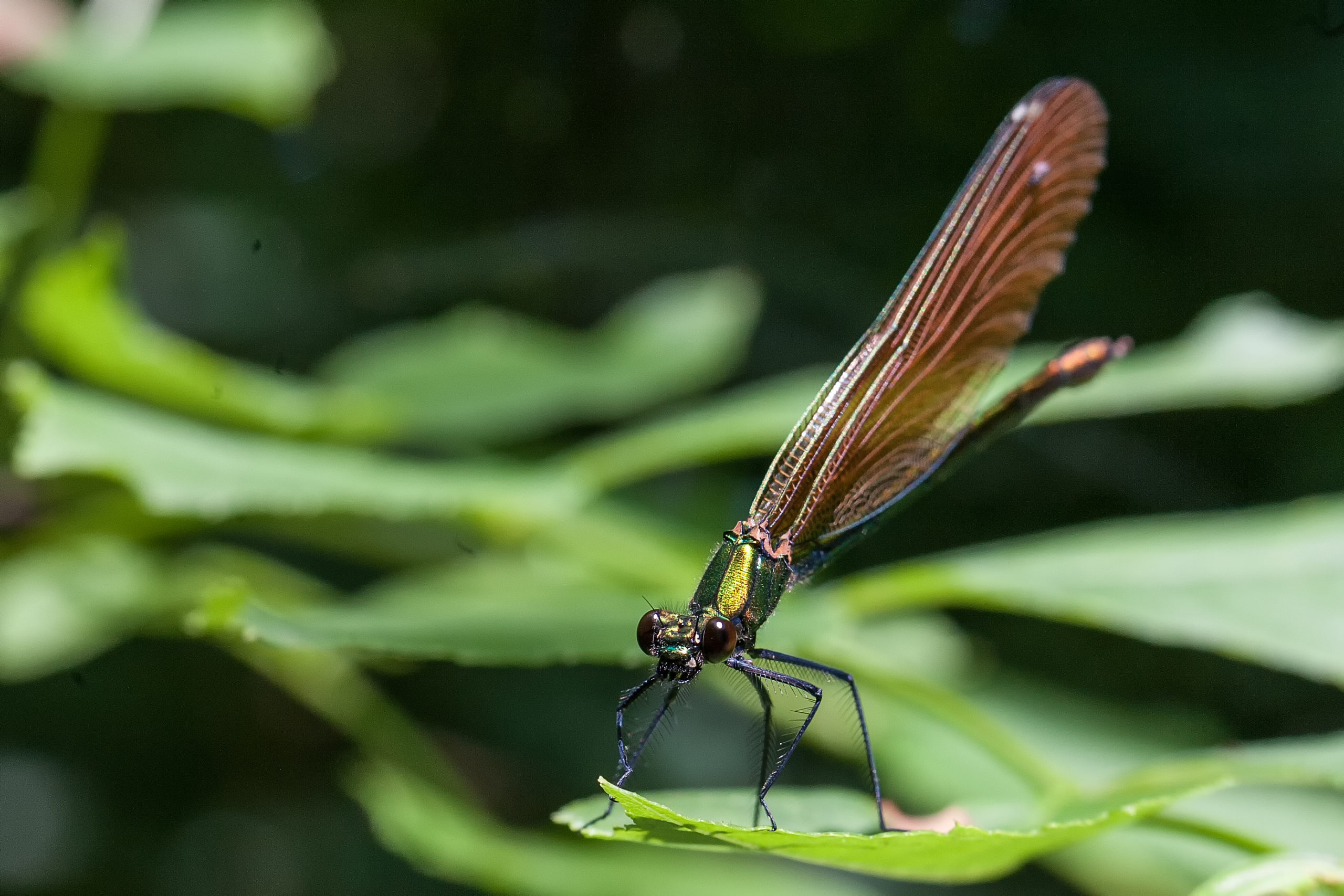 2007-06-calopteryx-virgo-F-2