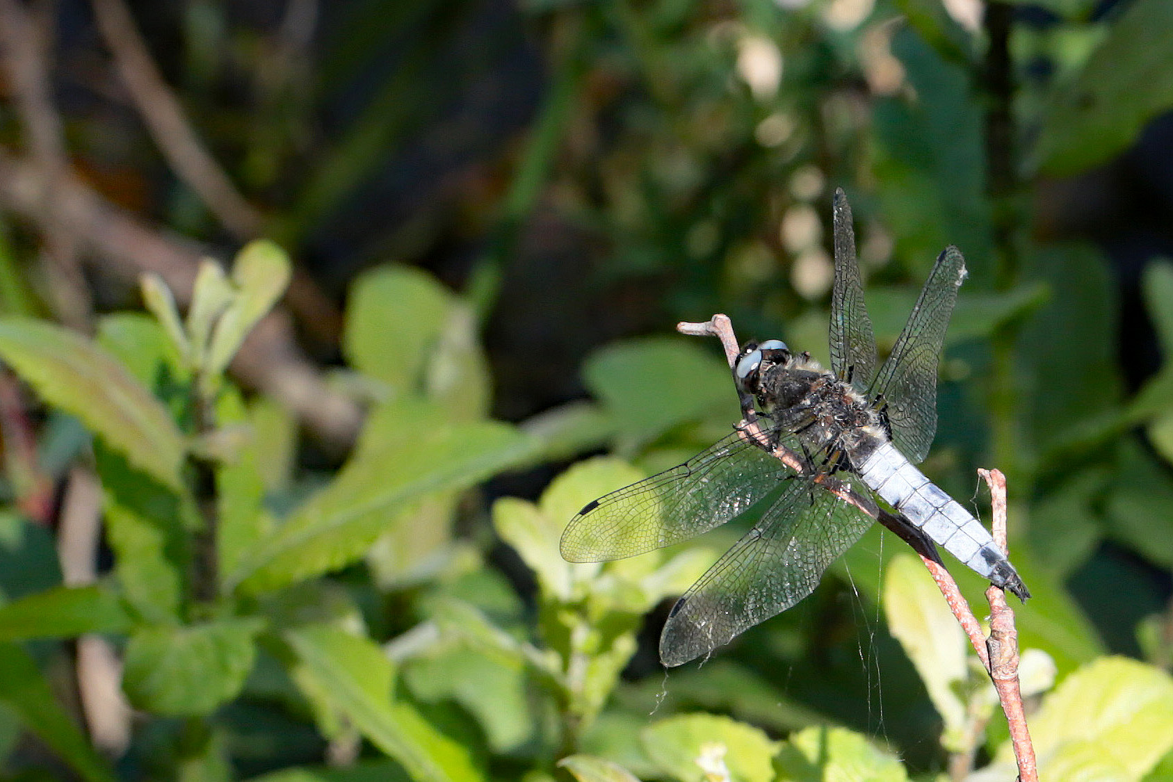 2013-06-libellule-fauve-2