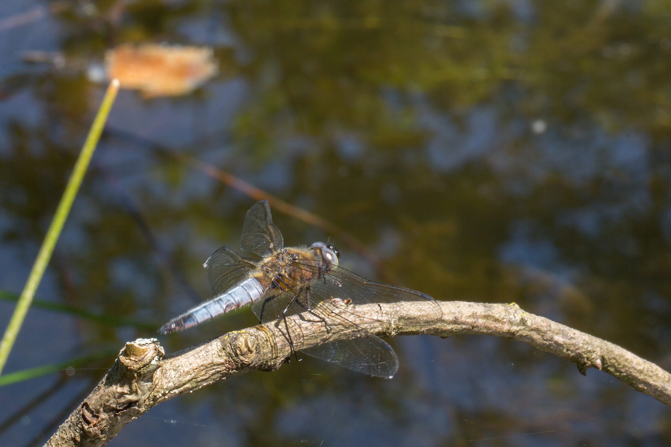 2013-06-libellule-fauve