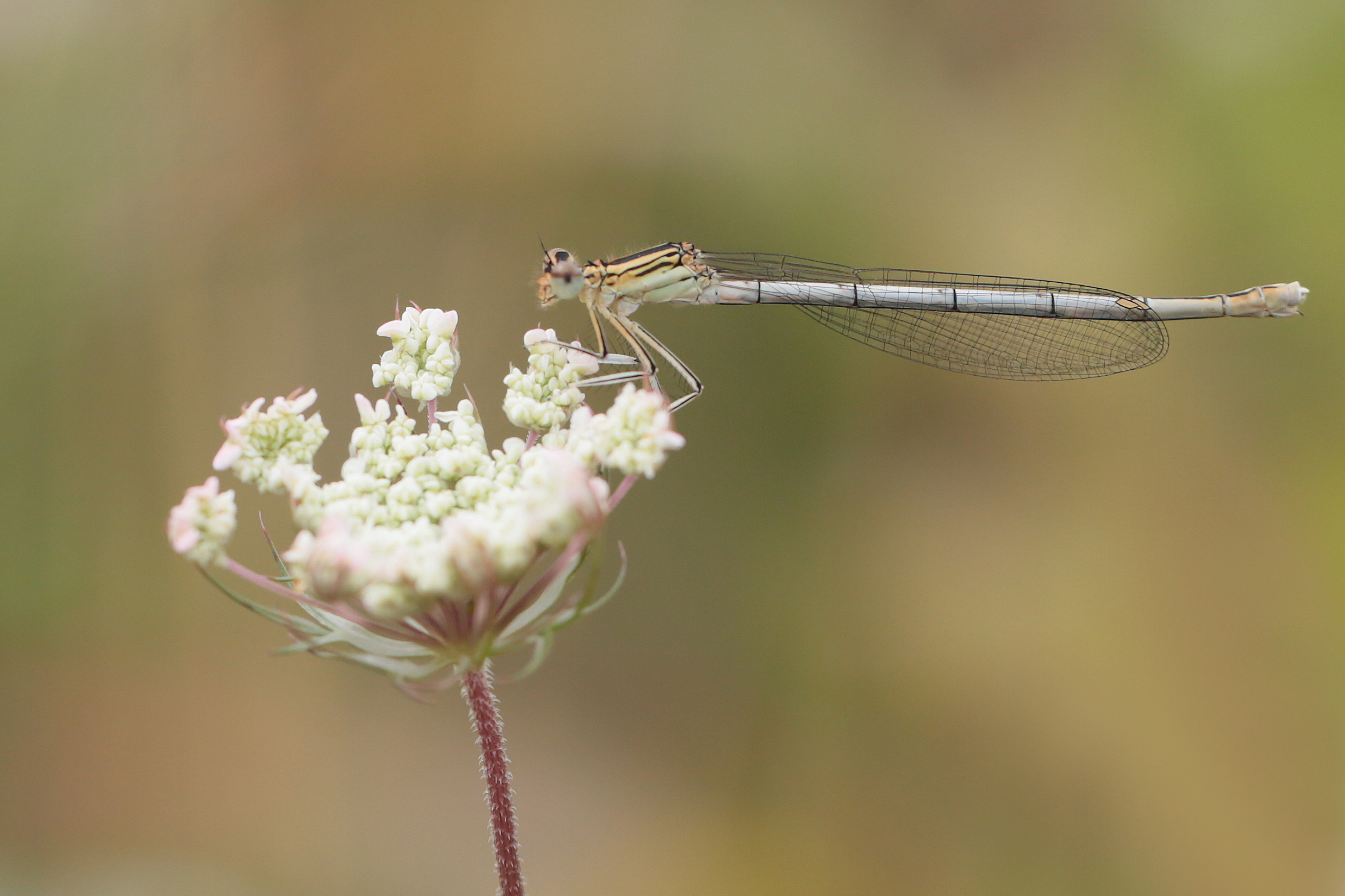 2014-08-agrion-larges-pattes