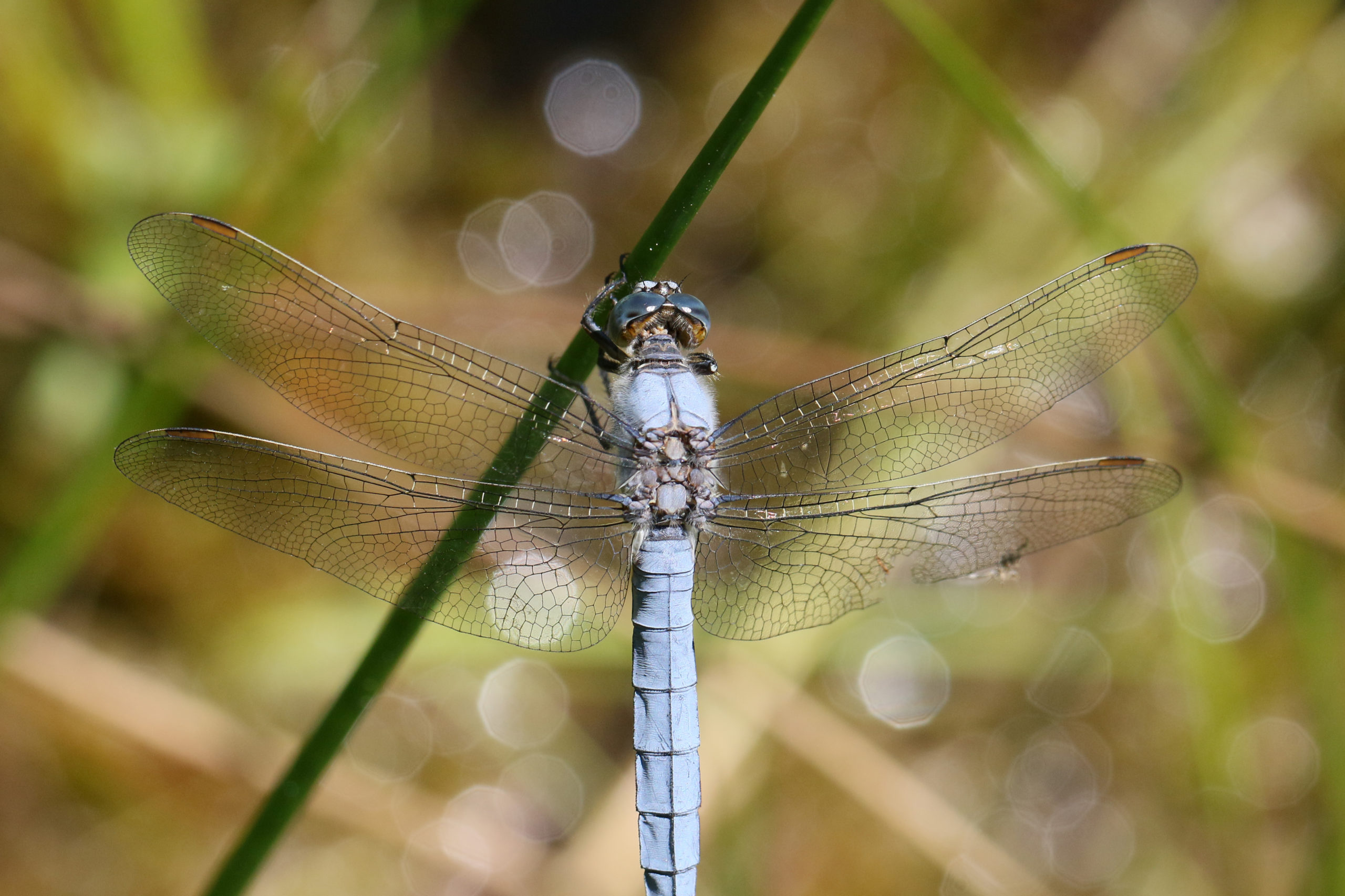 2016-07-orthetrum-brun-2