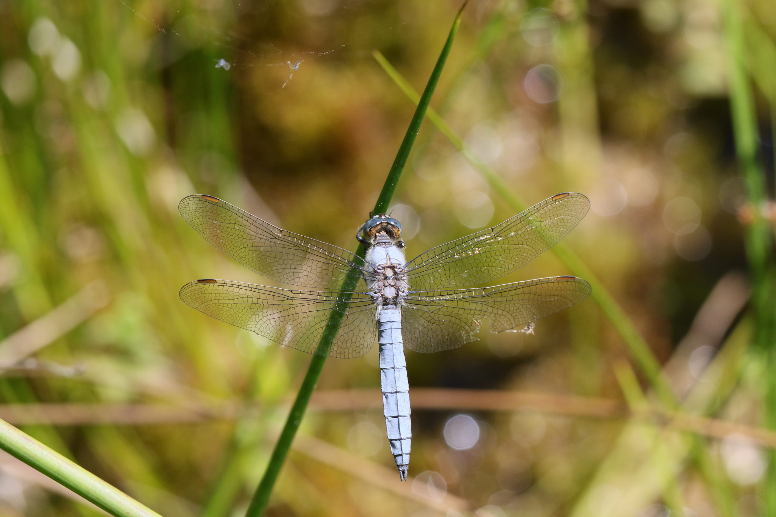 2016-07-orthetrum-brun