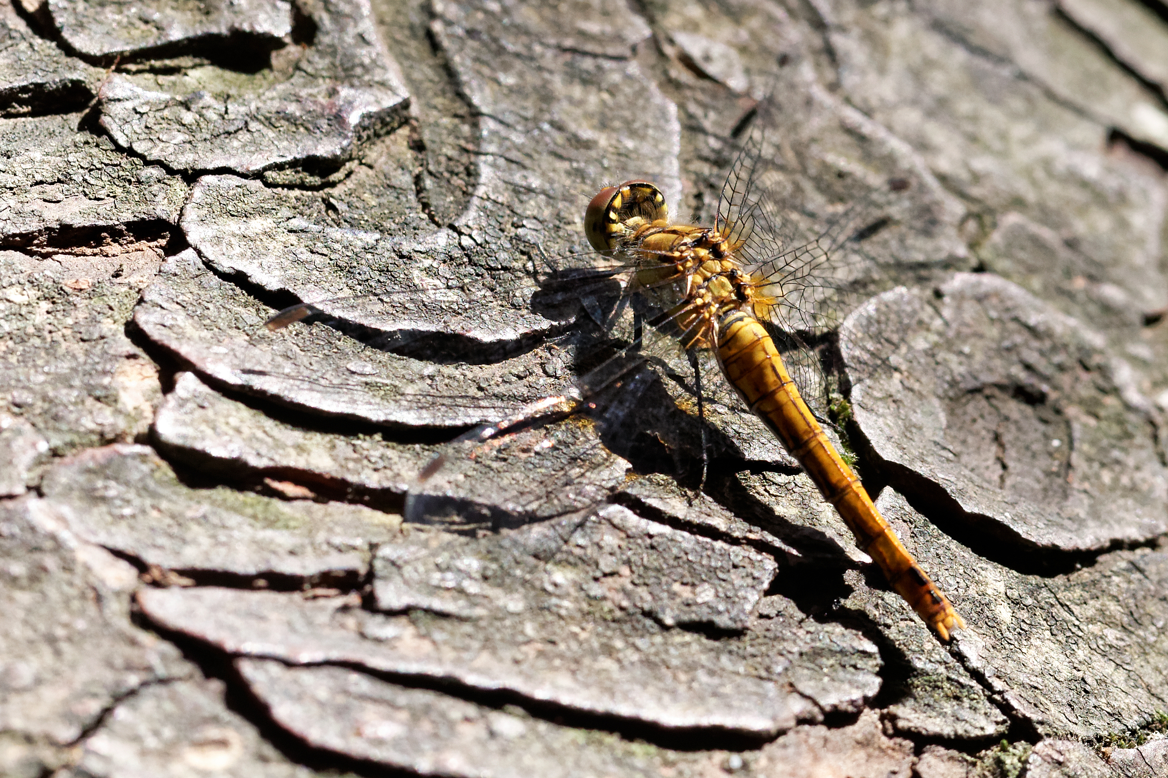 2016-09-Sympetrum-rouge-sang