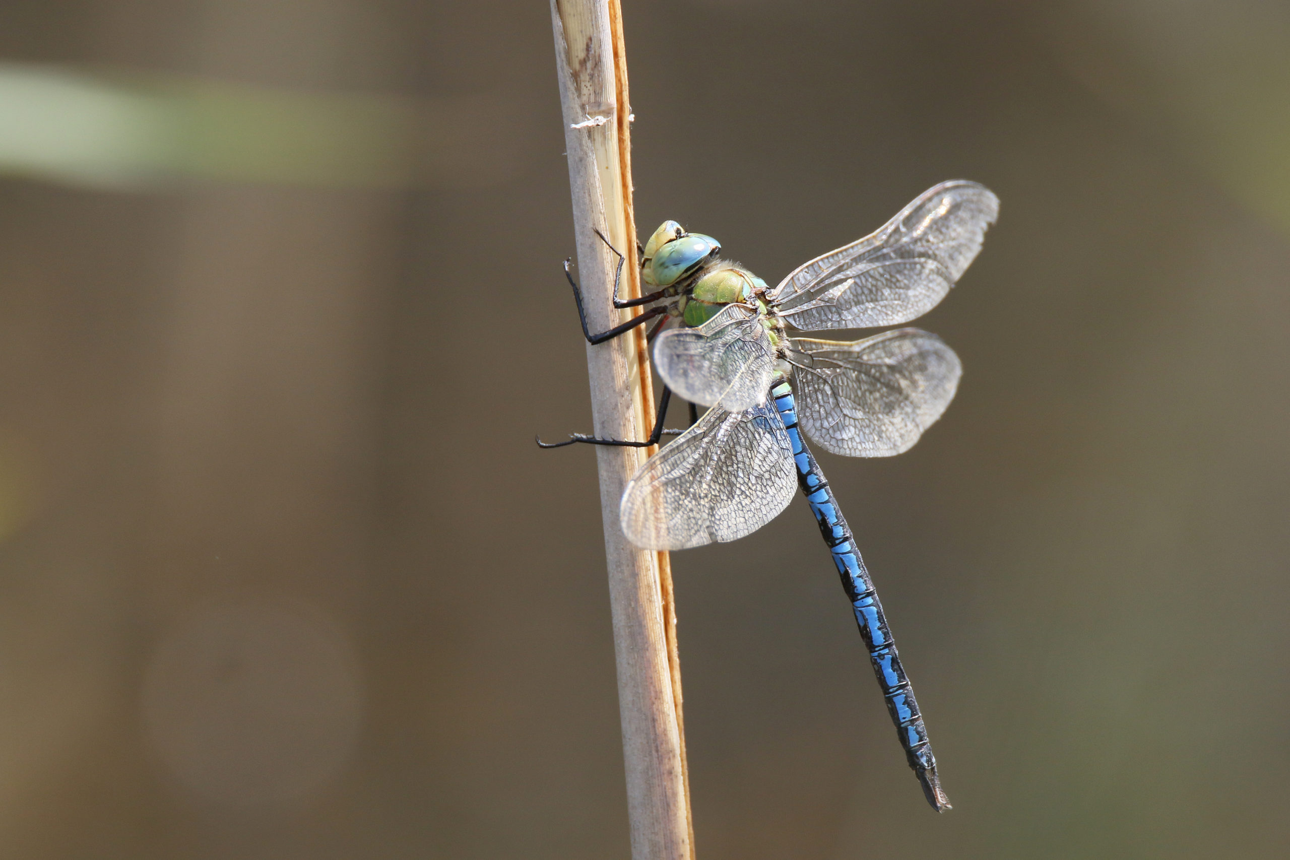 2017-05-anax-imperator-1