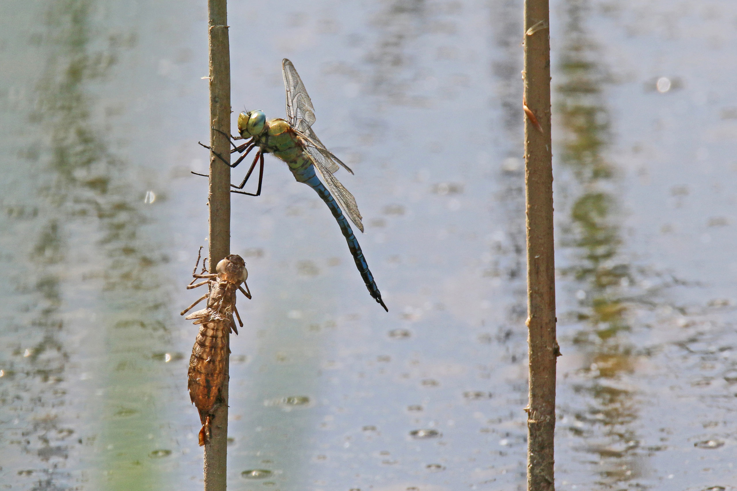 2017-05-anax-imperator-2