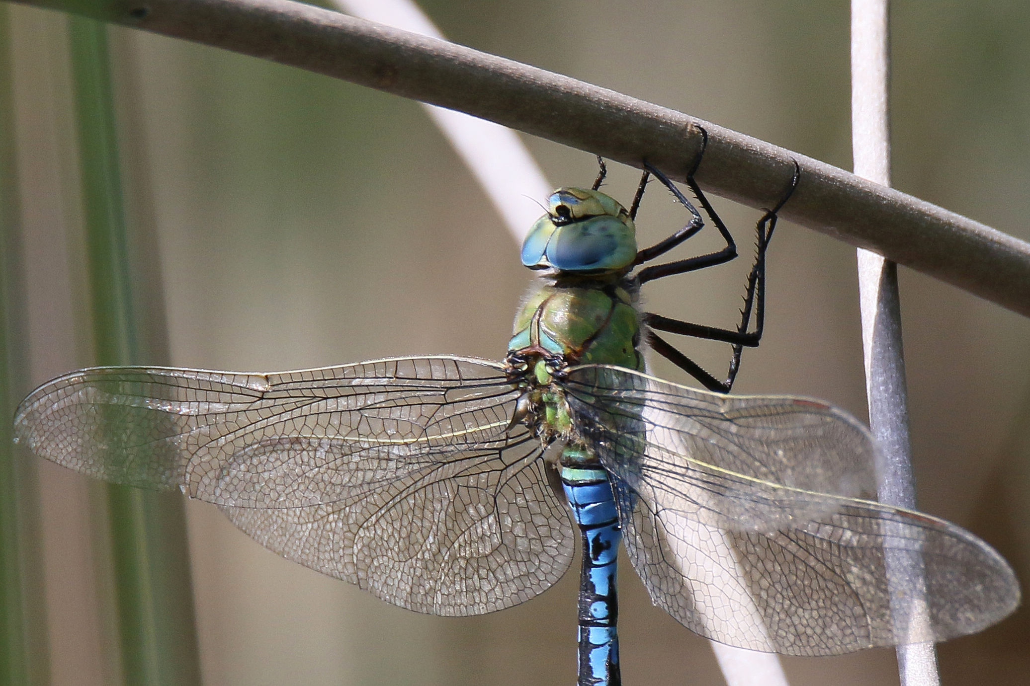 2017-05-anax-imperator-3