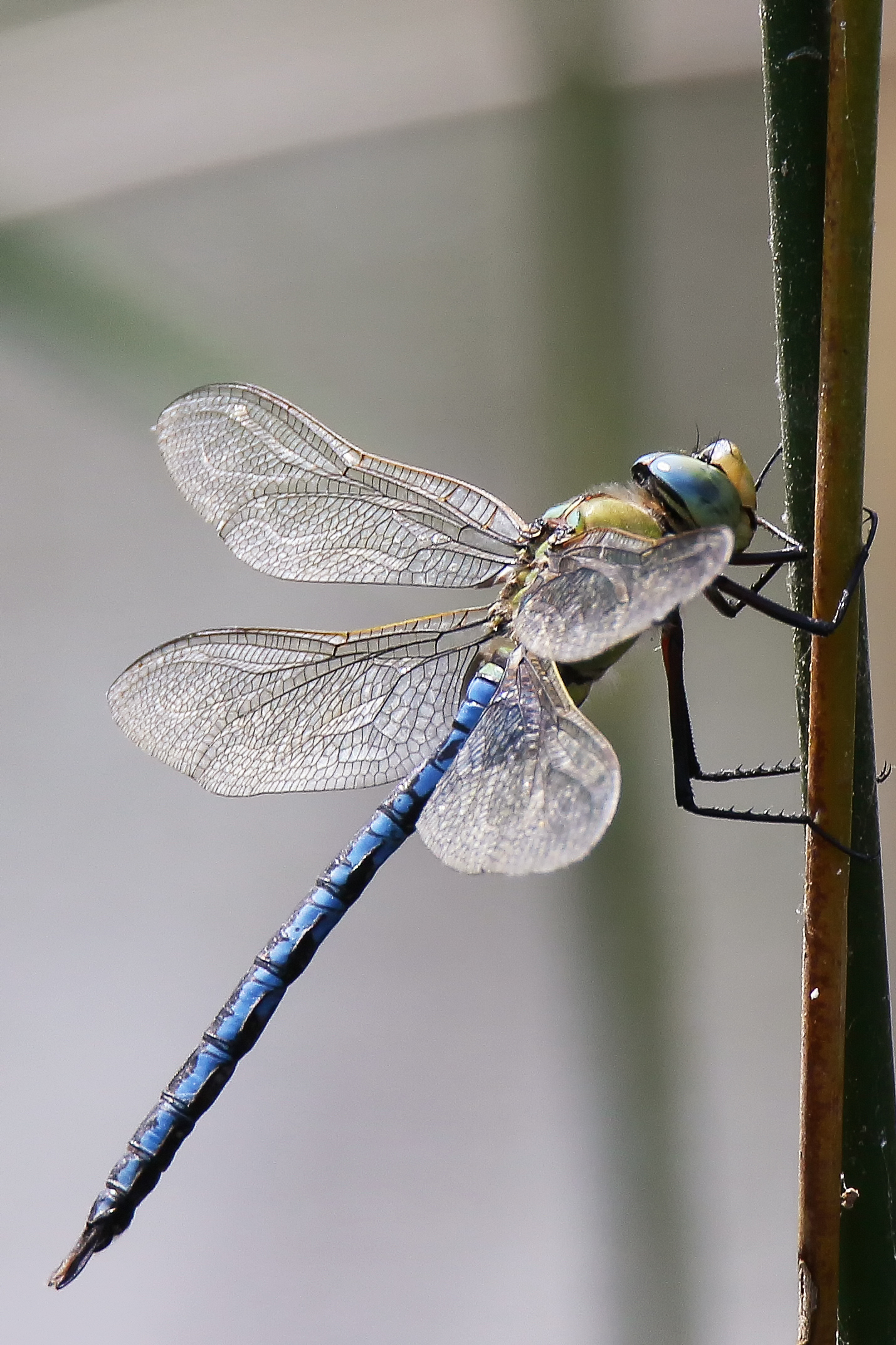 2017-05-anax-imperator-4