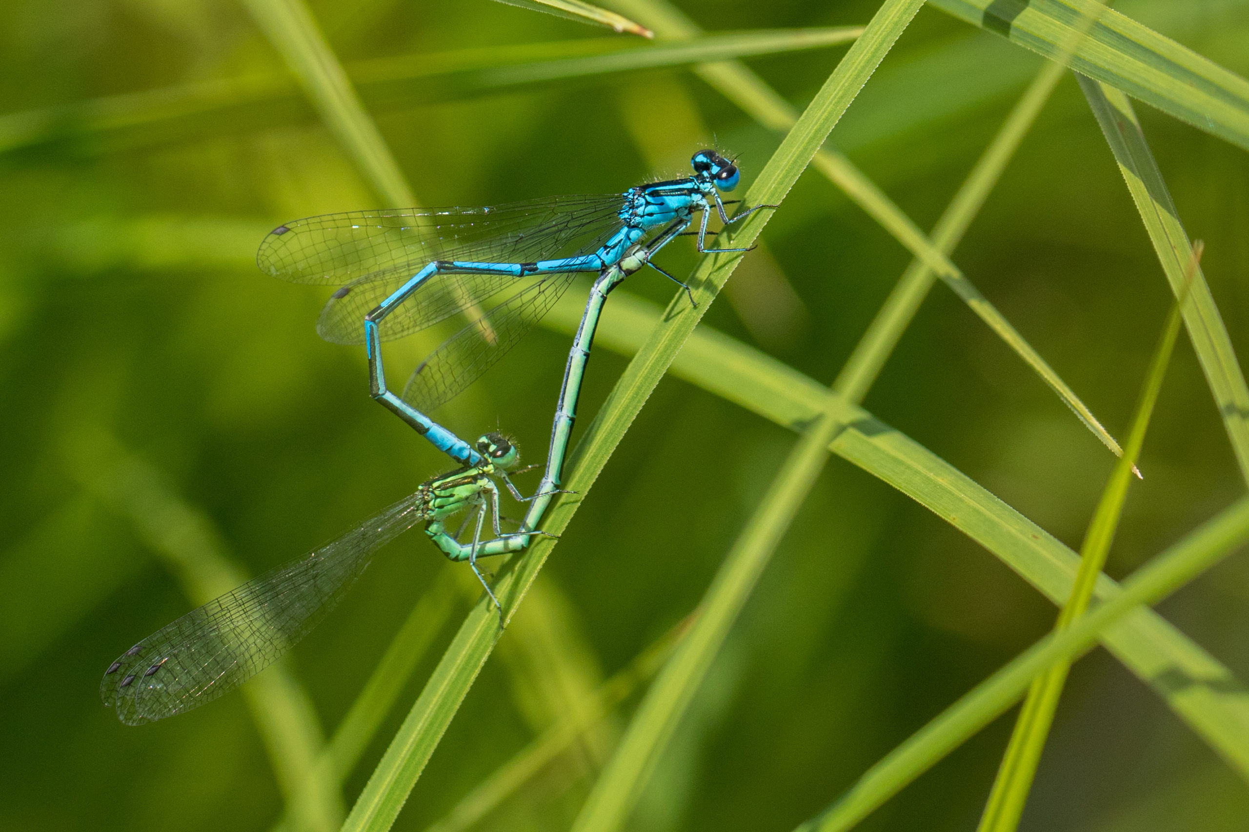 2018-05-agrion-jouvencelle