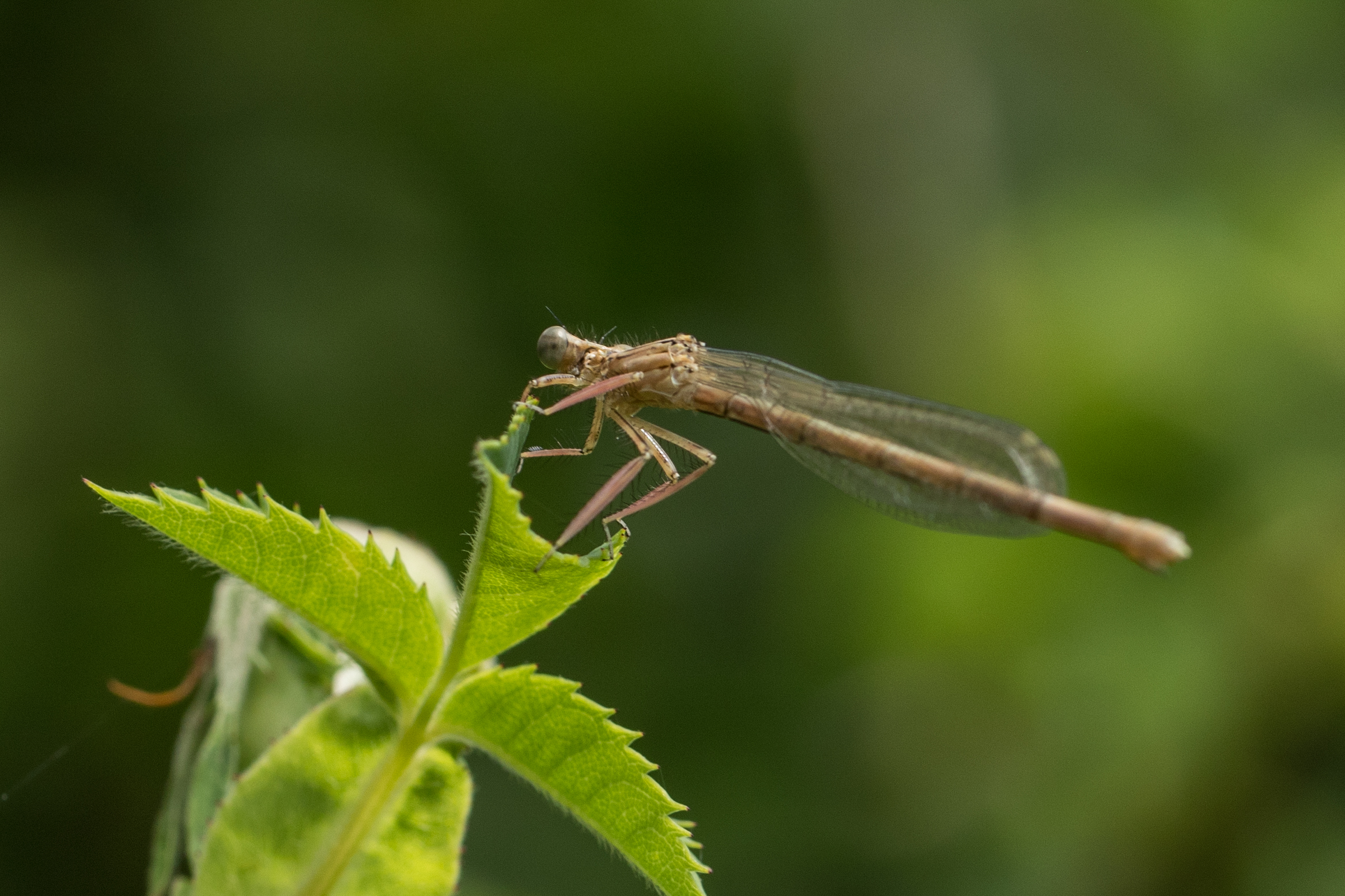 2018-06-agrion-larges-pattes