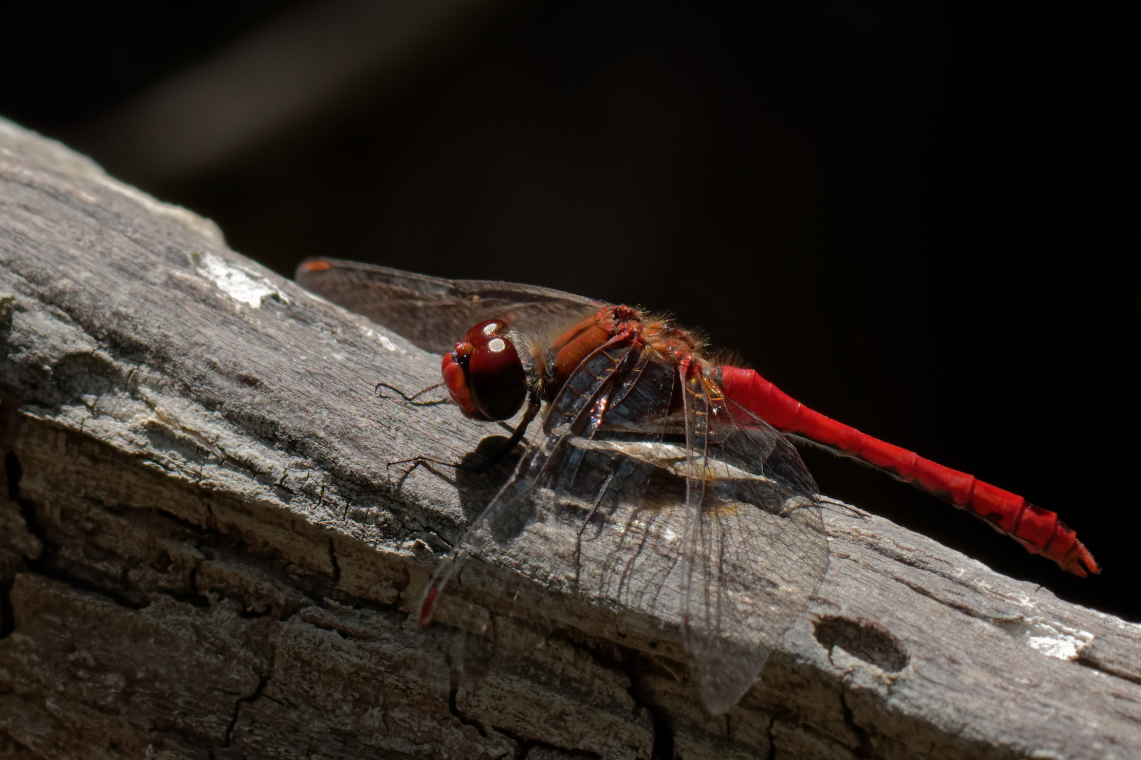2018-08-sympetrum-rouge-sang-1