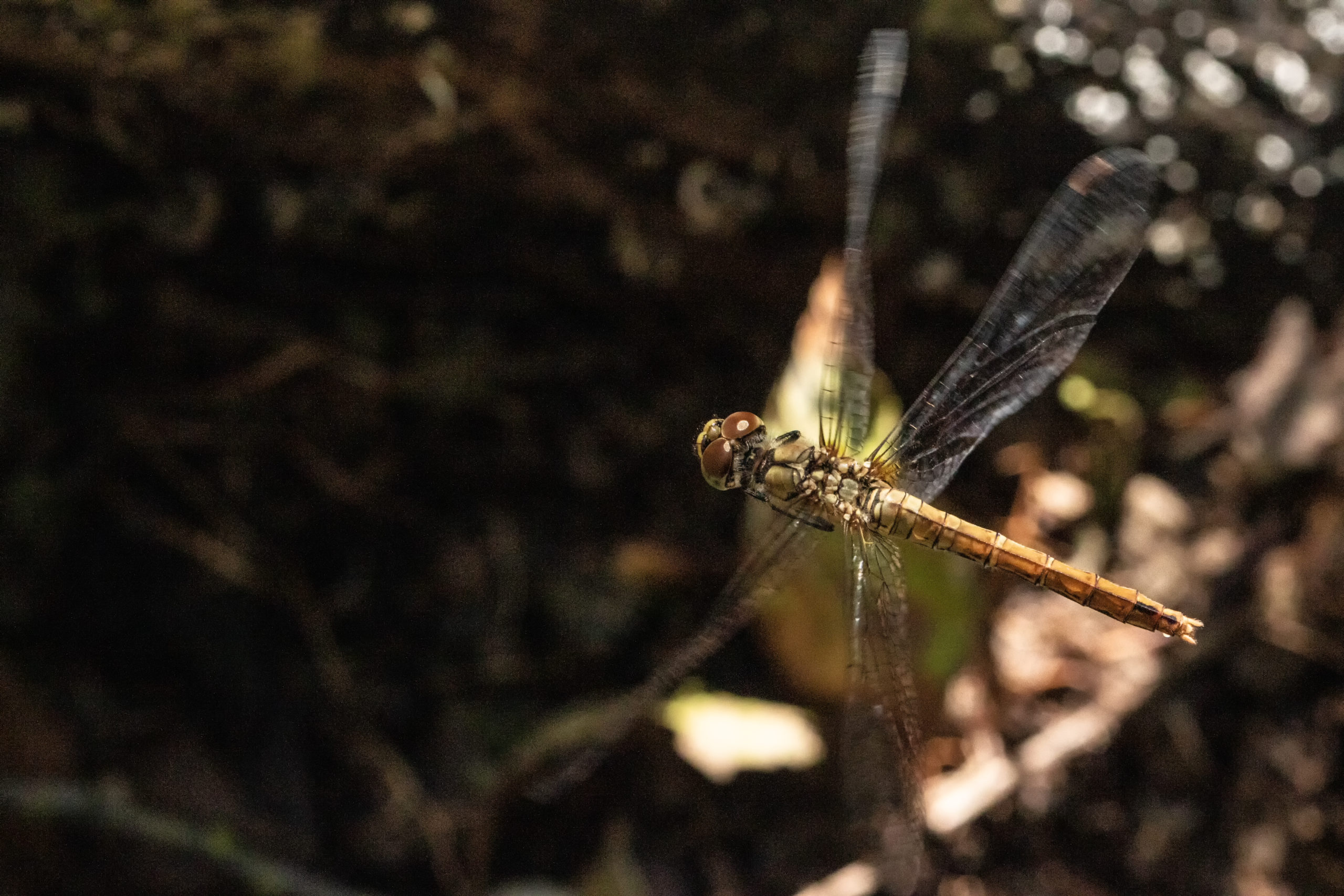 2018-08-sympetrum-rouge-sang-2