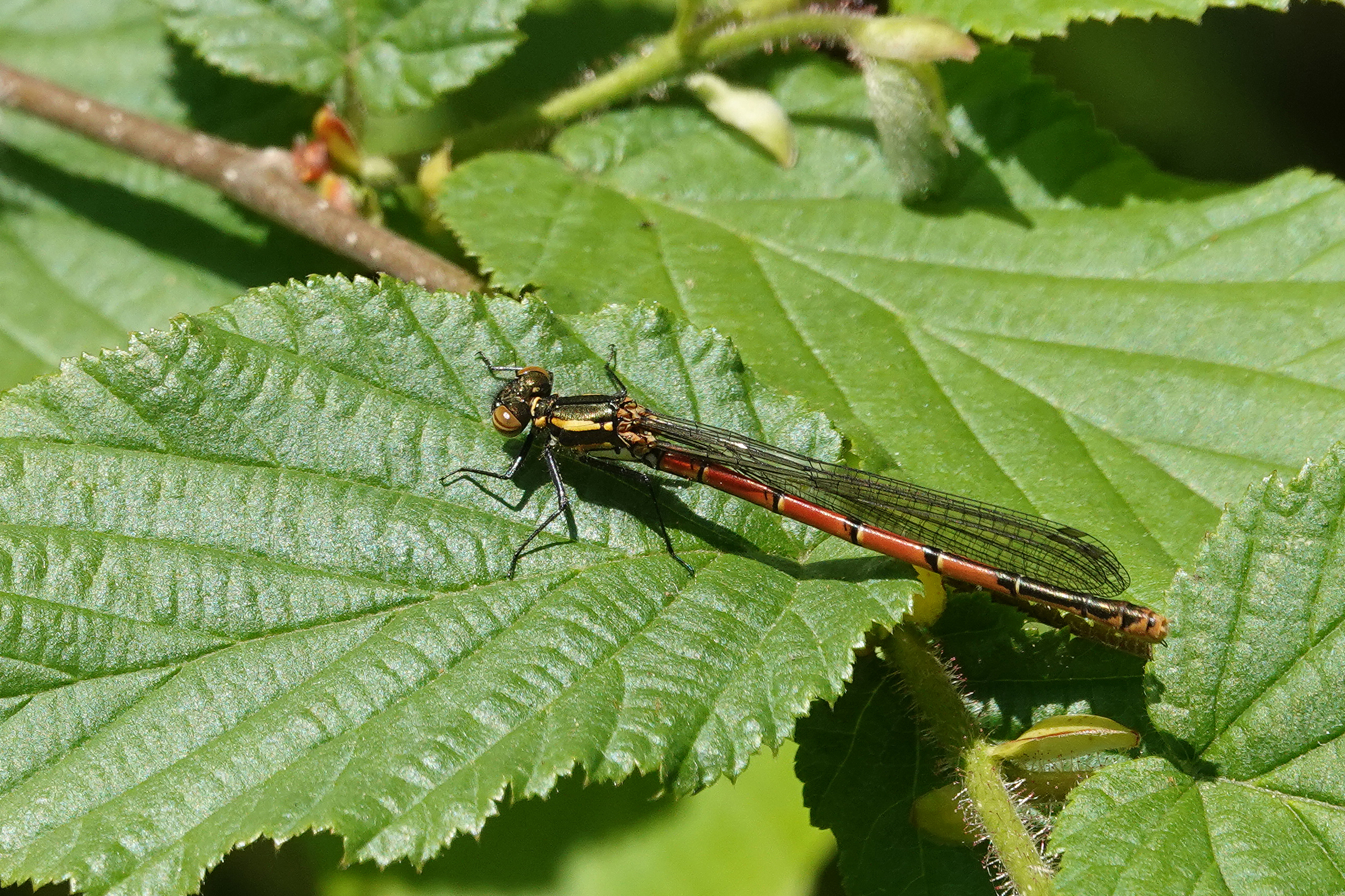 2019-05-Nymphe-corps-feu-Pyrrhosoma-nymphula