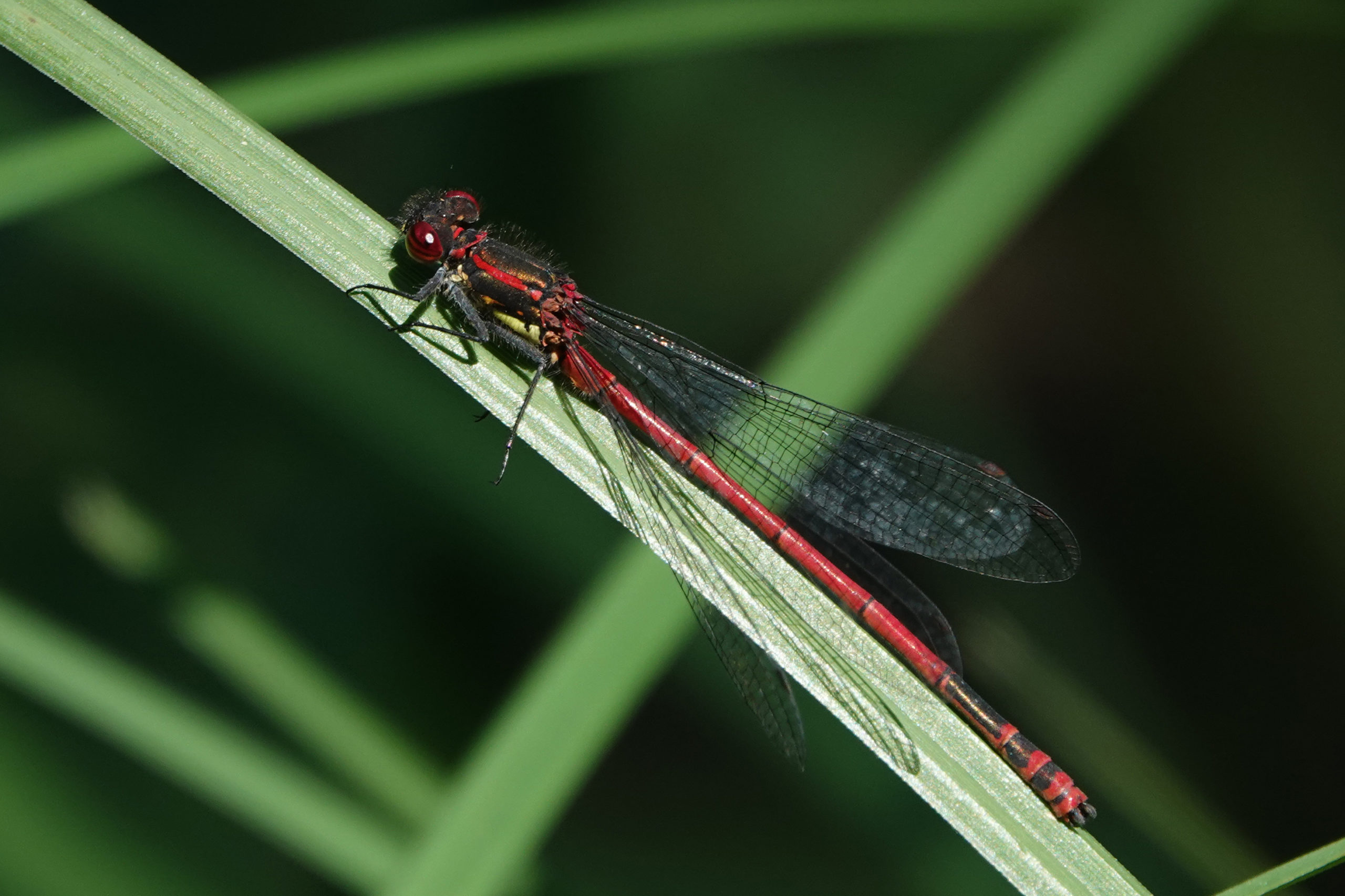 2019-06-Nymphe-corps-feu-Pyrrhosoma-nymphula-2
