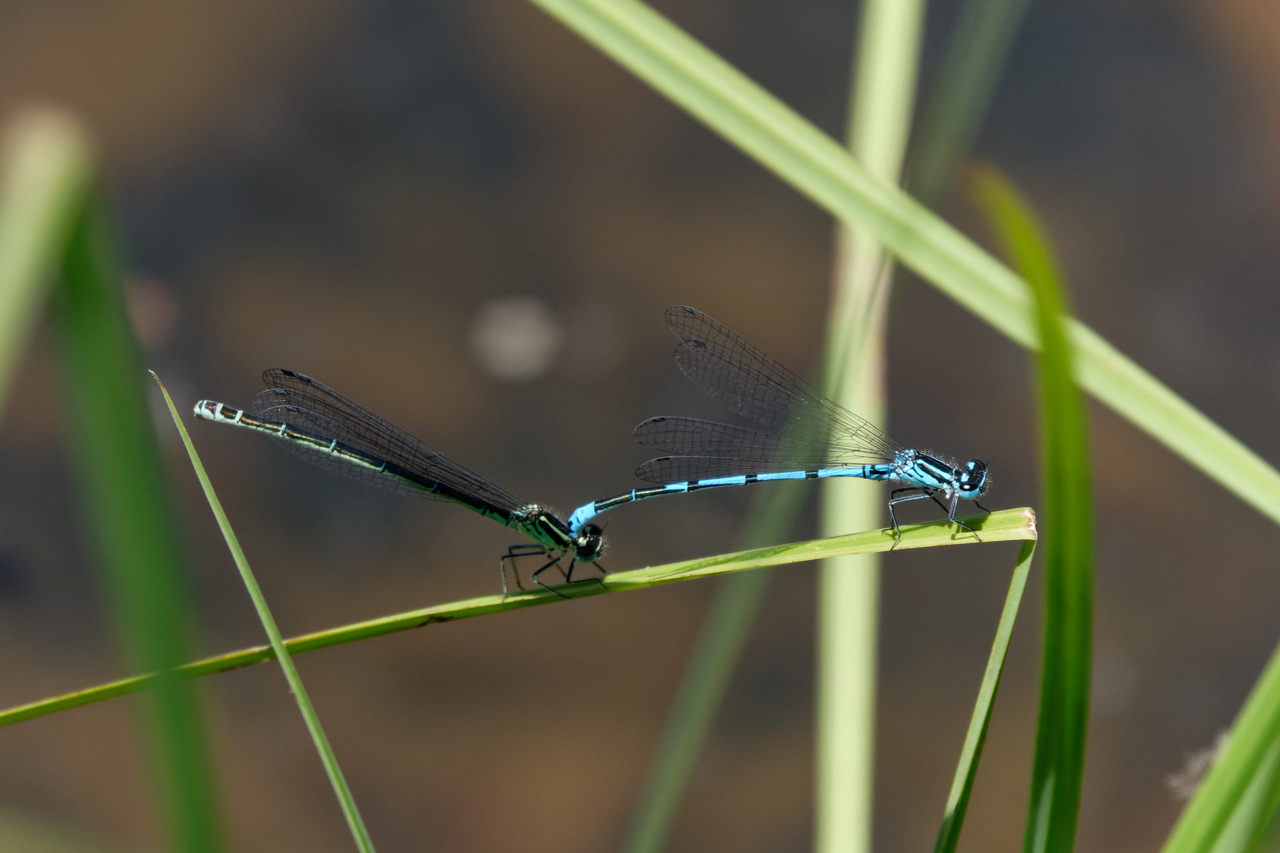 2019-06-agrion-jouvencelle-2
