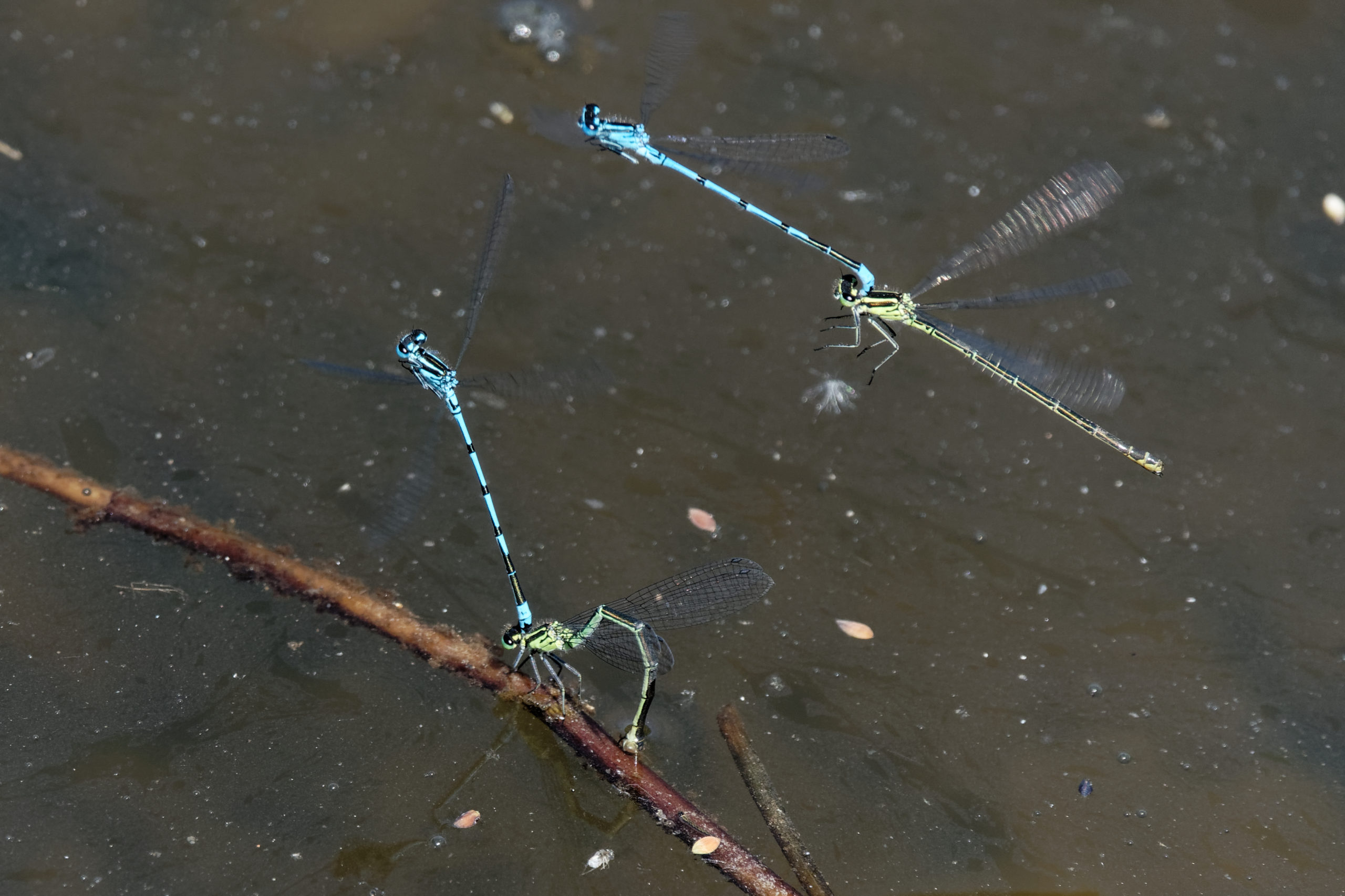 2019-06-agrion-jouvencelle