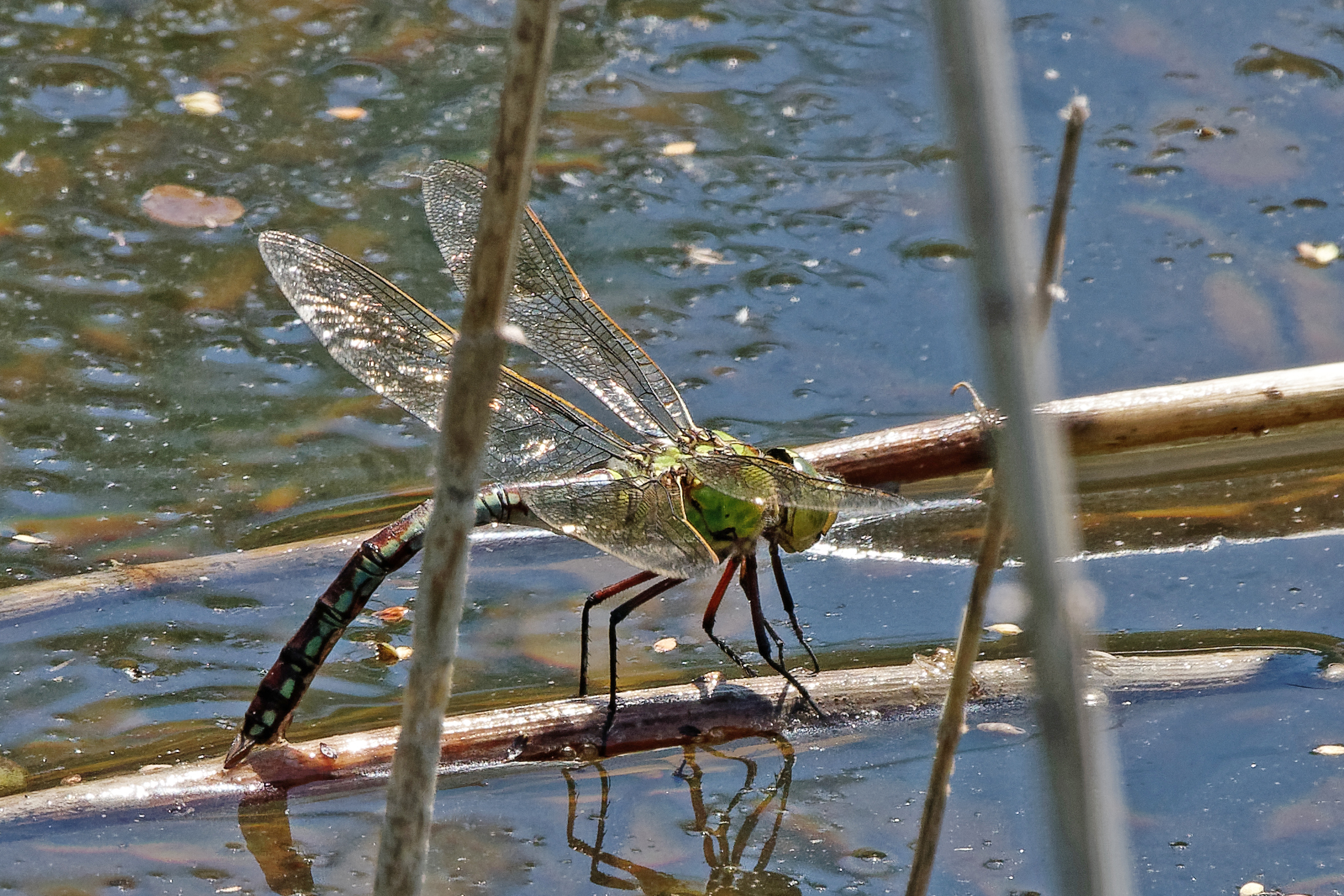 2019-06-anax-imperator