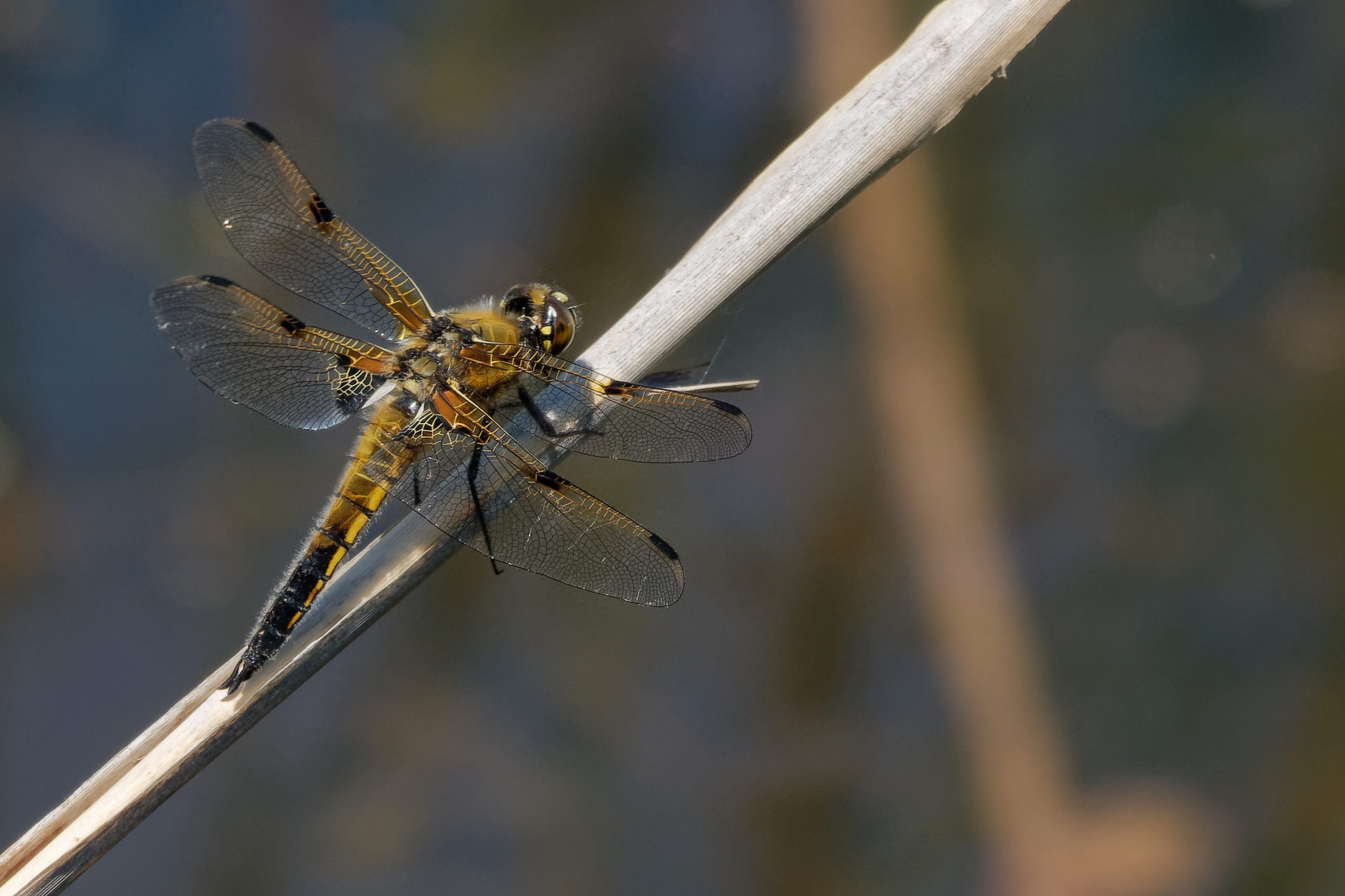 2019-06-libellule-4-taches