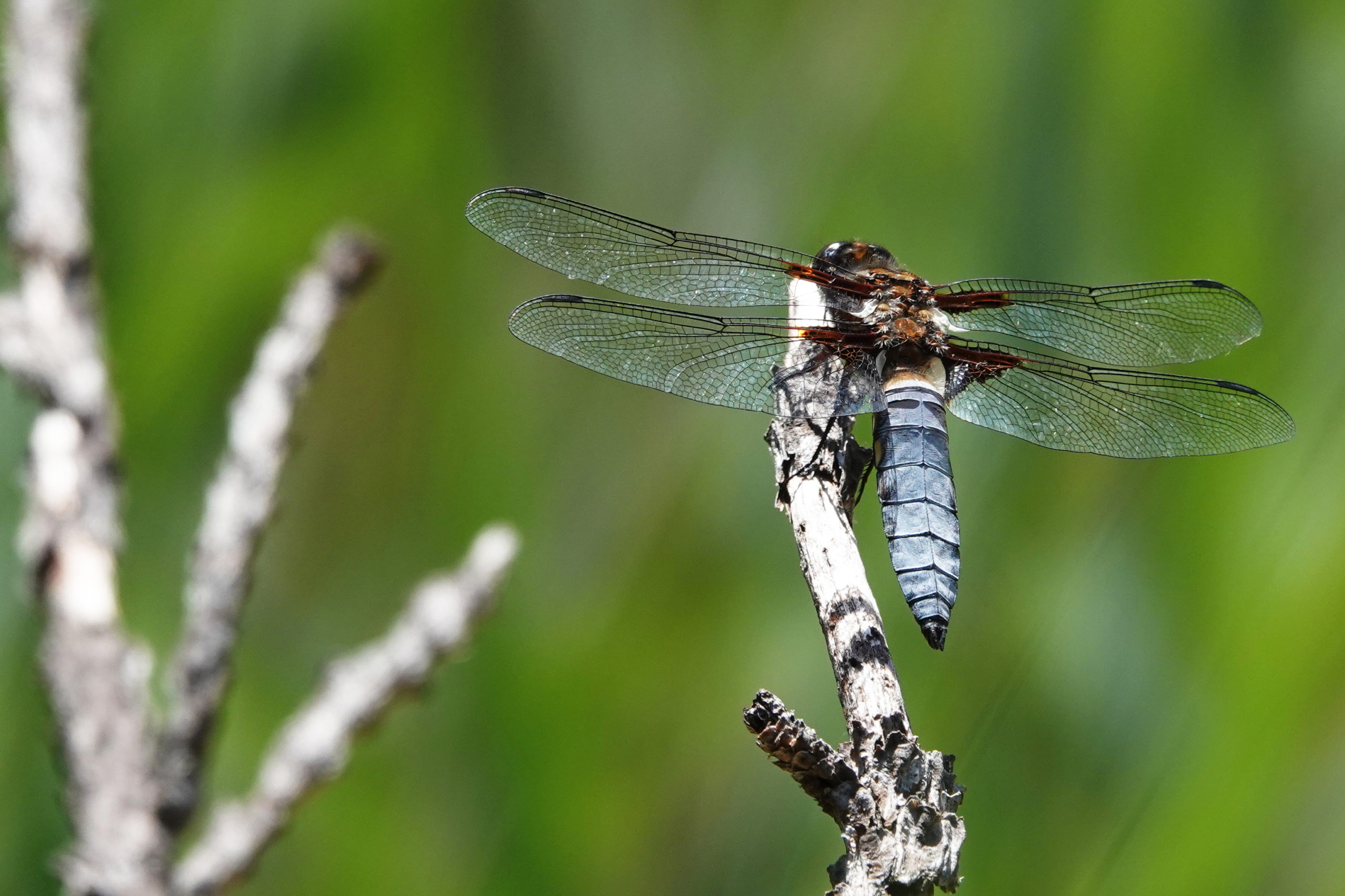 2019-06-libellule-deprimee-1