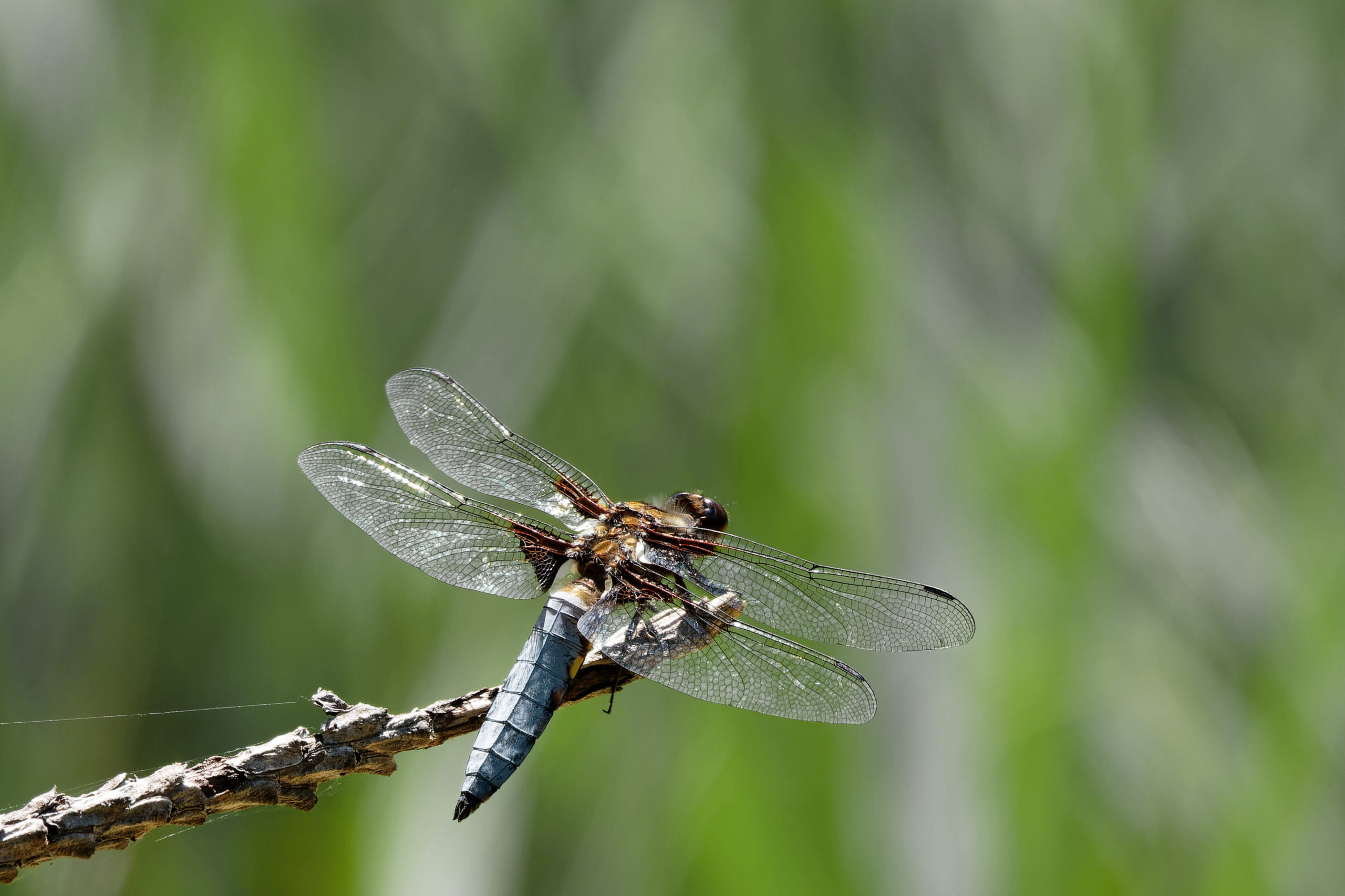 2019-06-libellule-deprimee-2