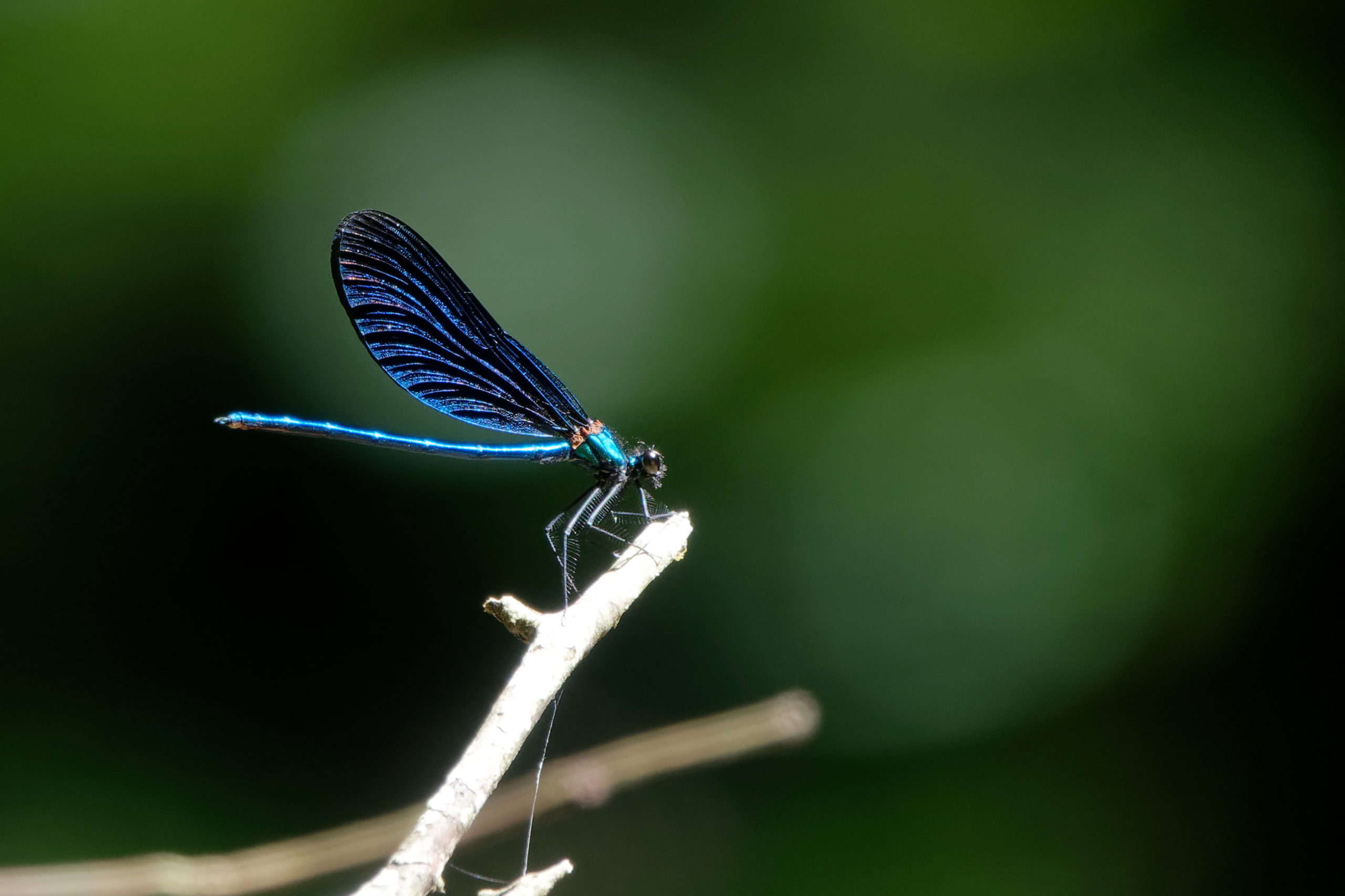 2019-07-calopteryx-virgo-1