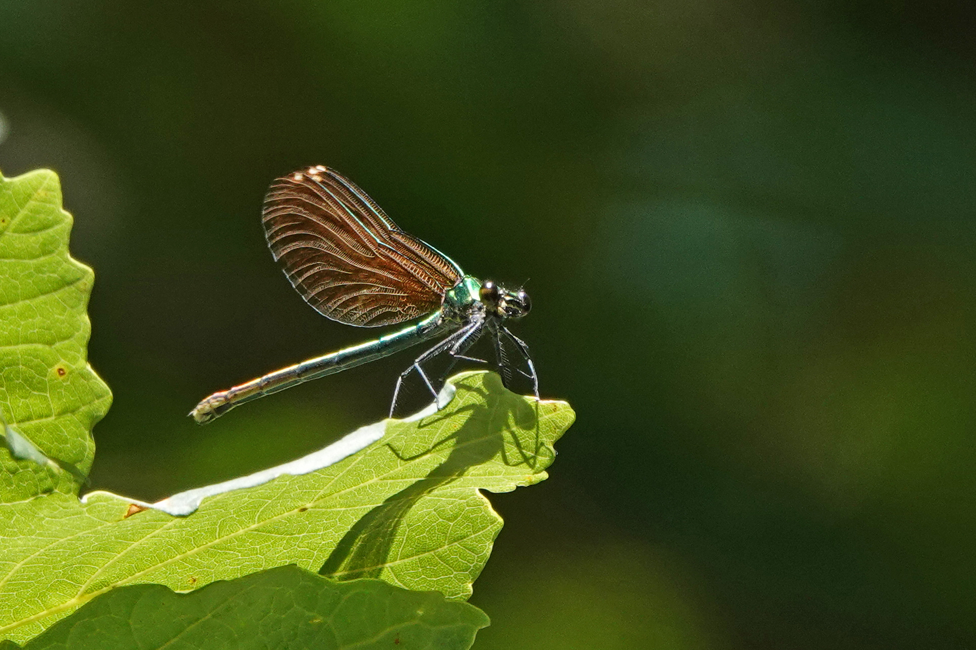 2019-07-calopteryx-virgo-2