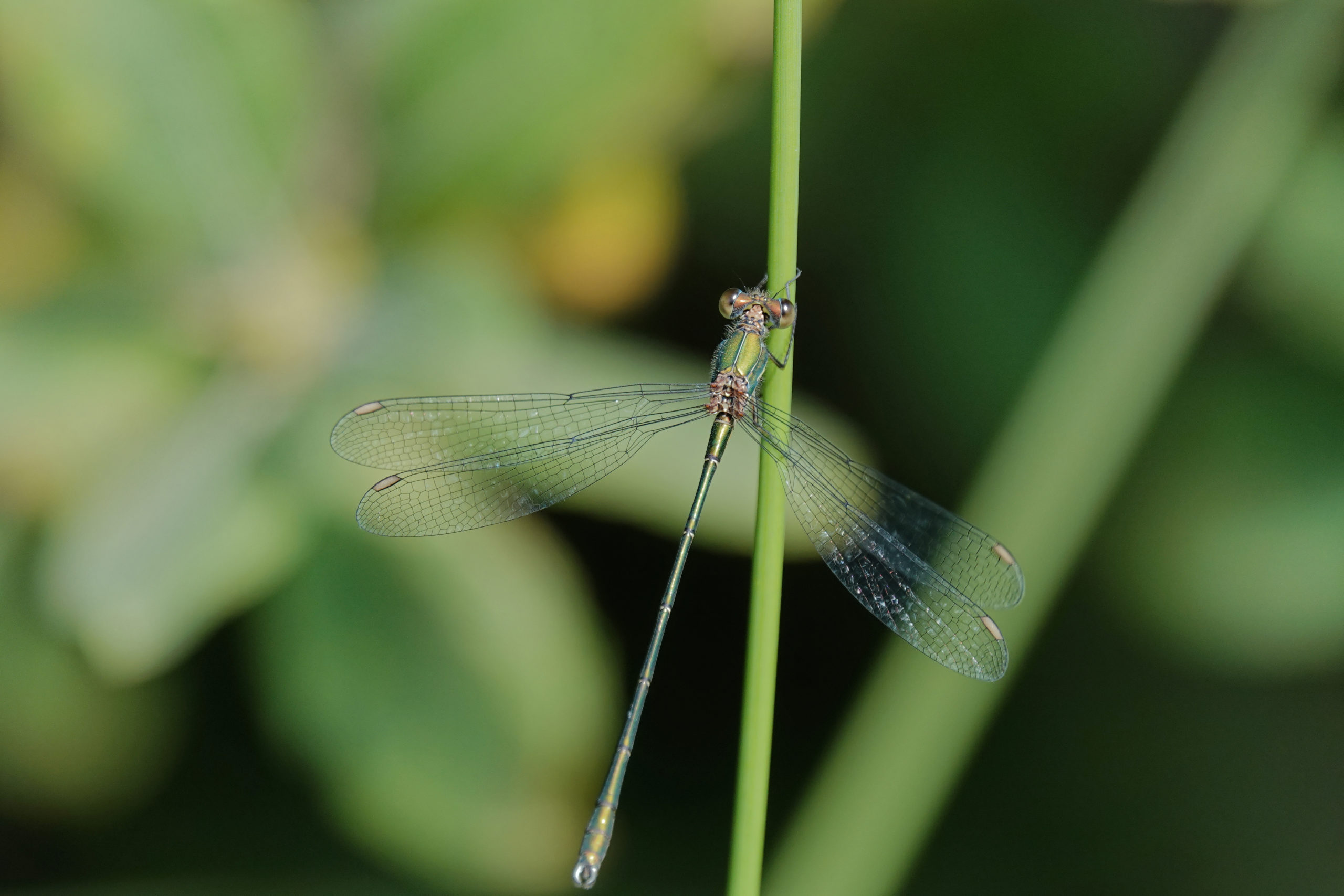 2019-07-leste-vert-3