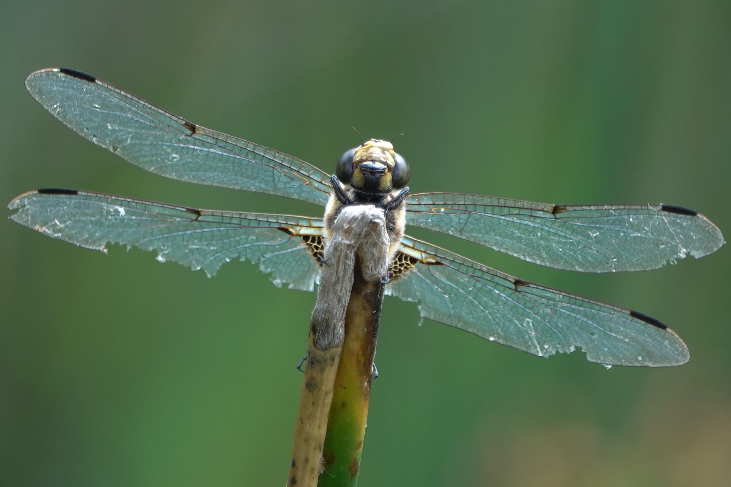 2019-07-libellule-4-taches