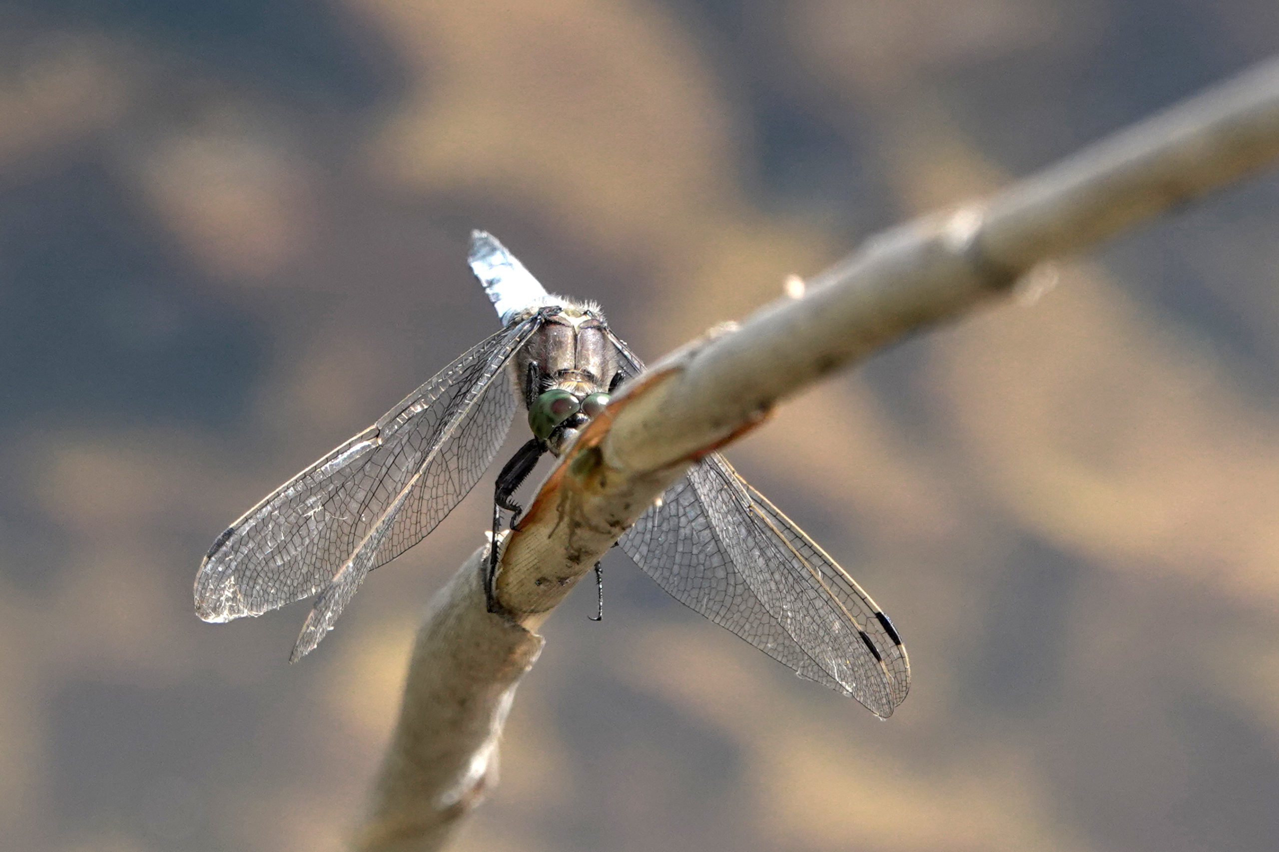 2019-07-orthetrum-cancellatum-1
