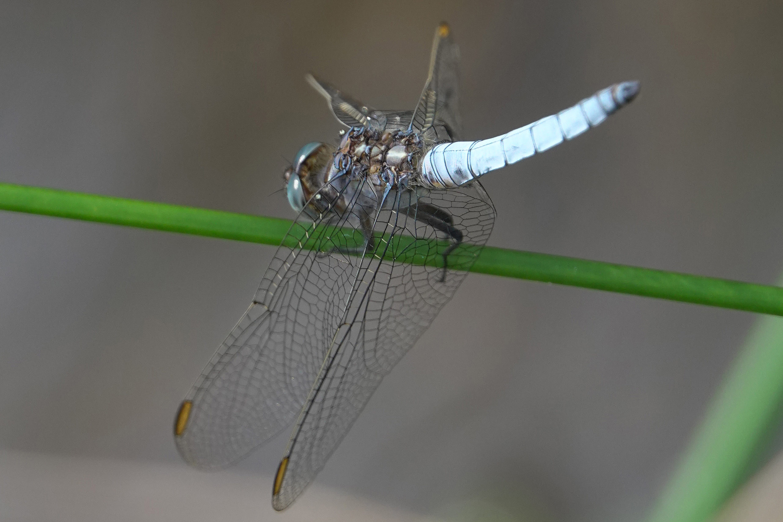 2019-07-orthetrum-cancellatum-2