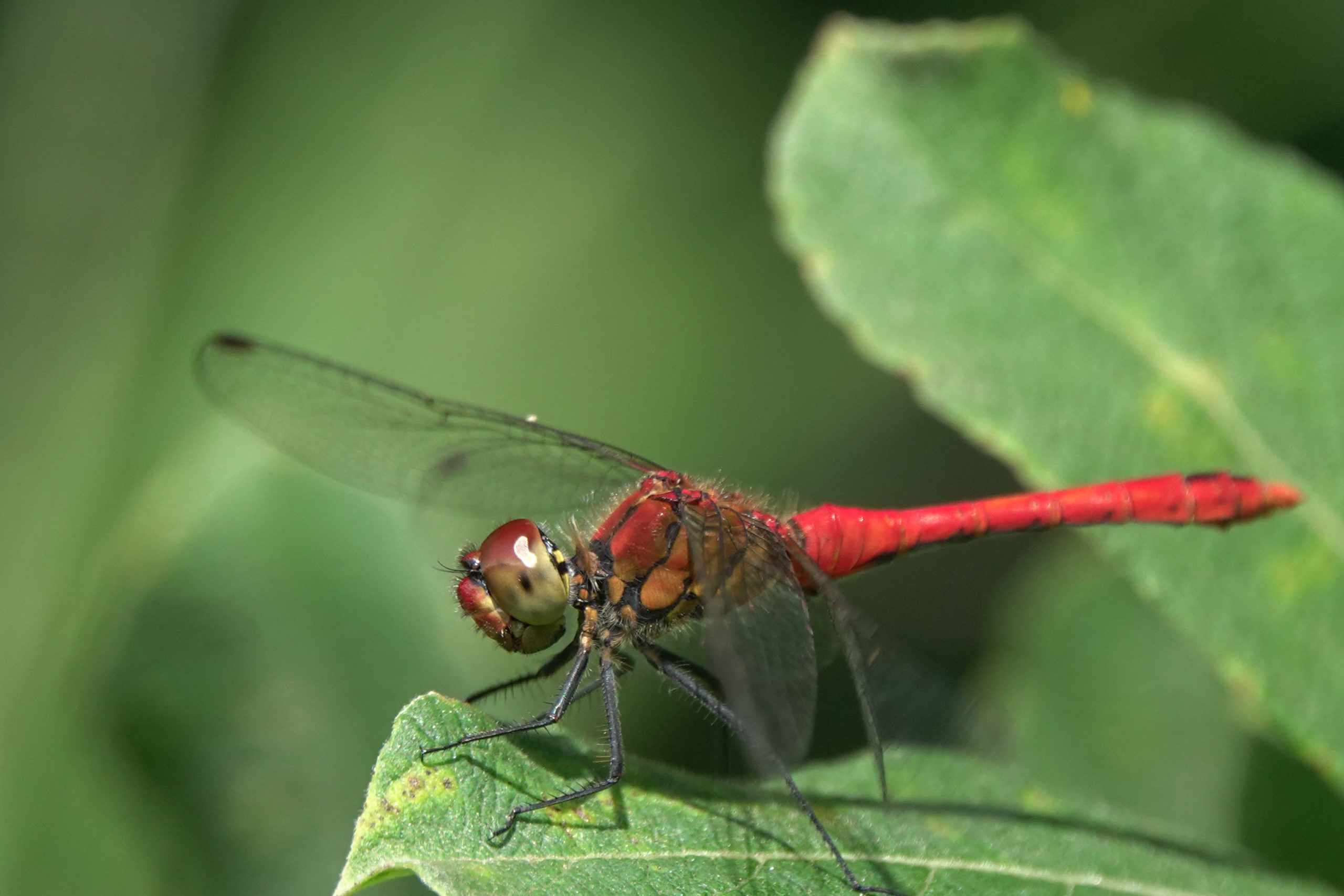 2019-07-sympetrum-rouge-sang