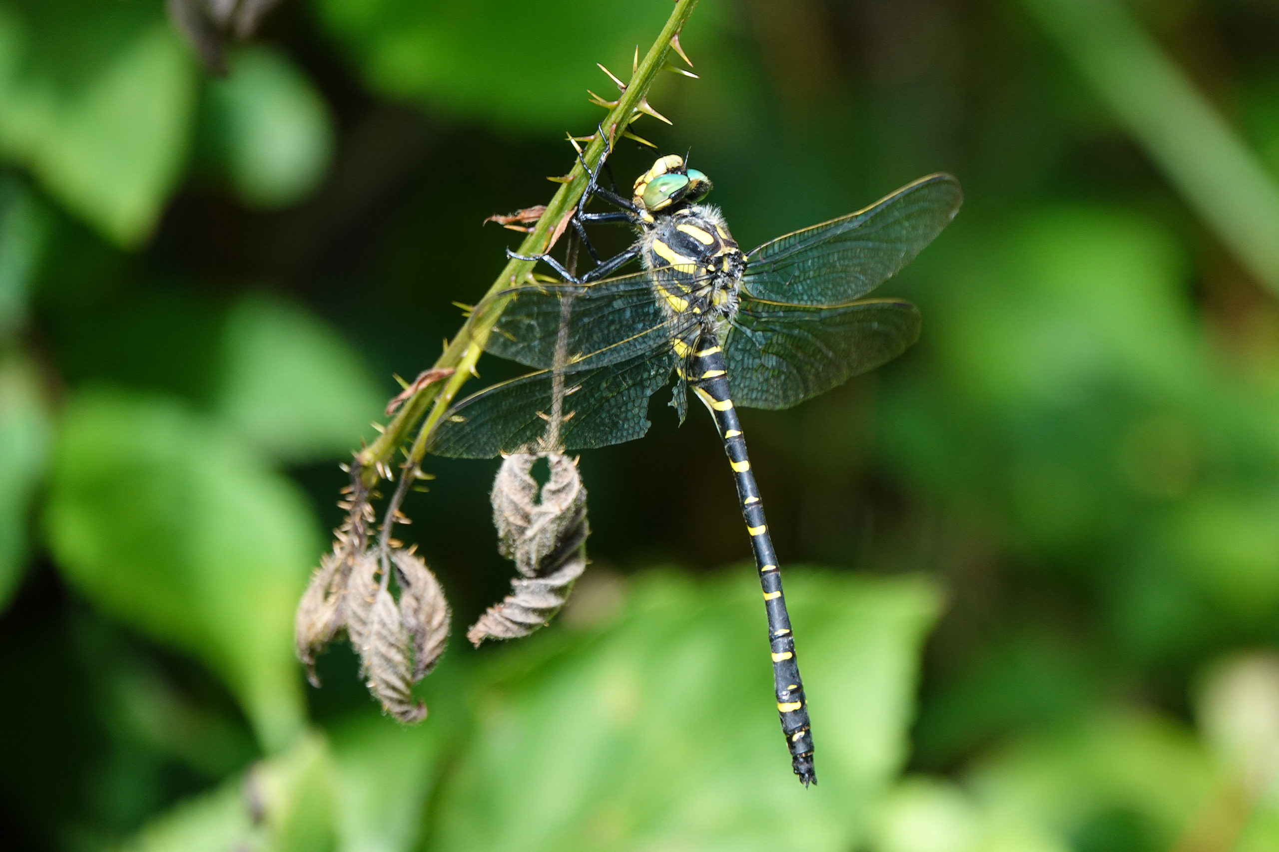 2019-08-Cordulegaster-annele-1