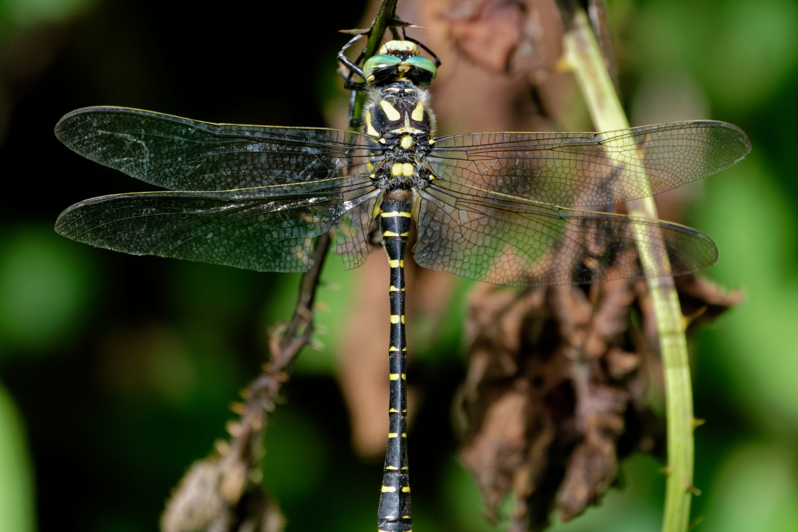 2019-08-Cordulegaster-annele-2