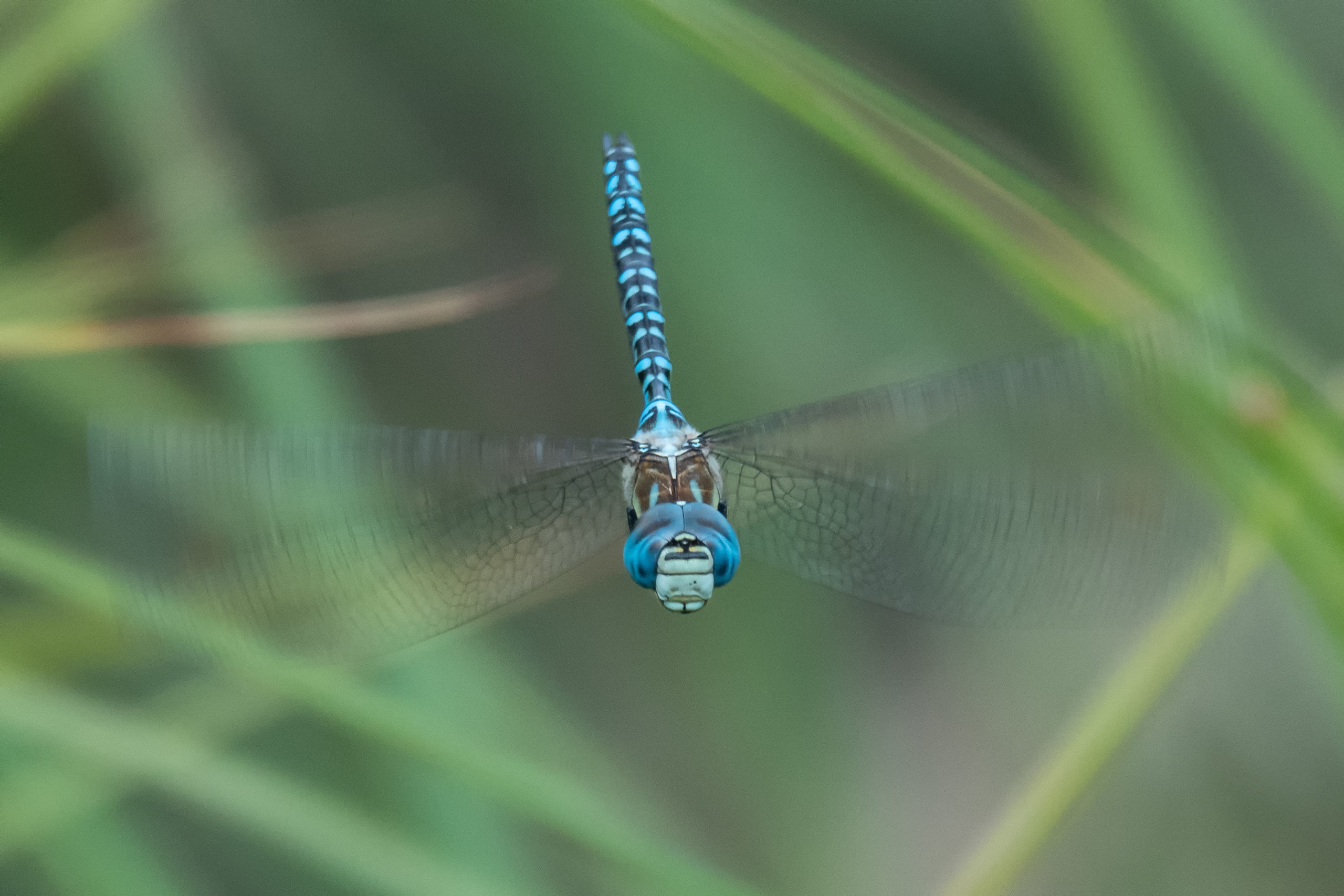 2019-08-aeschne-affinis-1