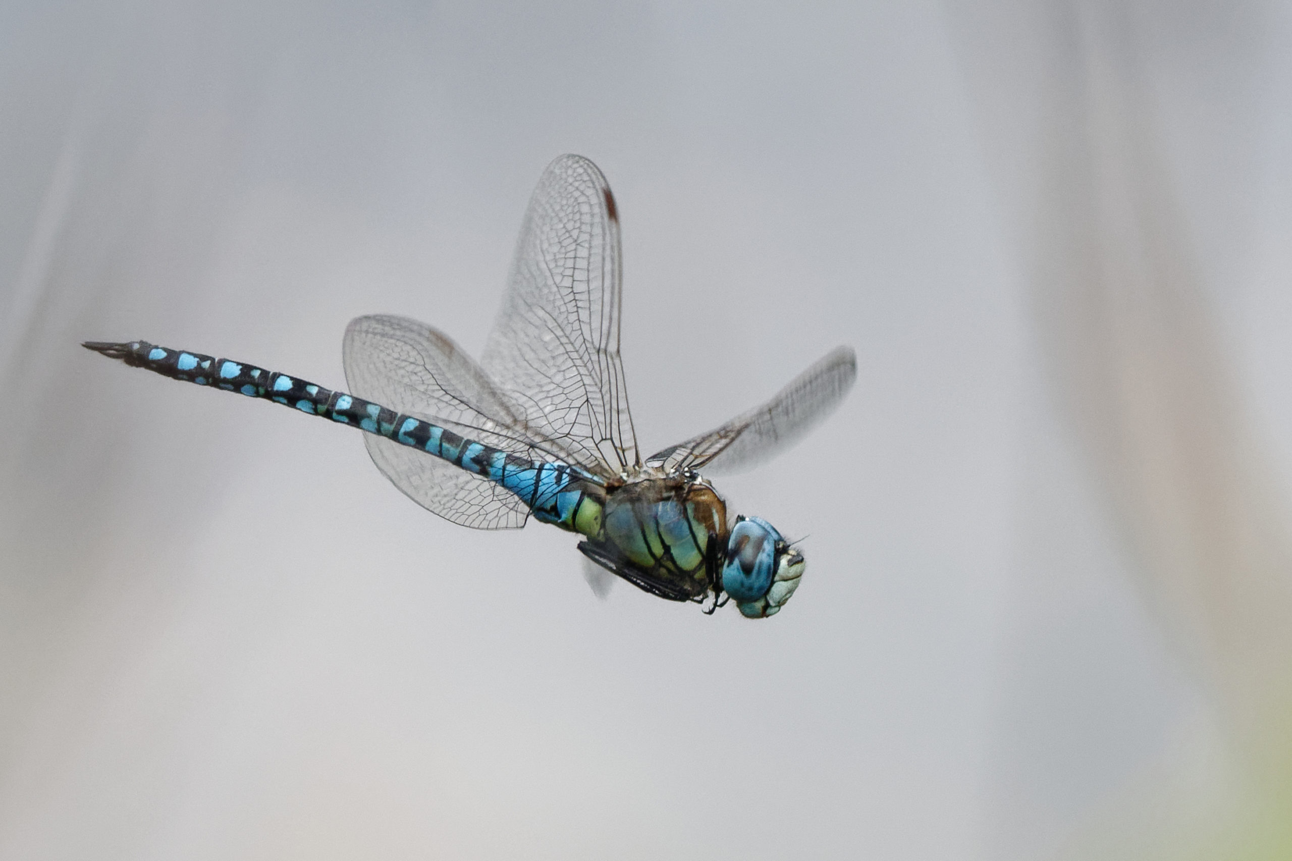 2019-08-aeschne-affinis-2