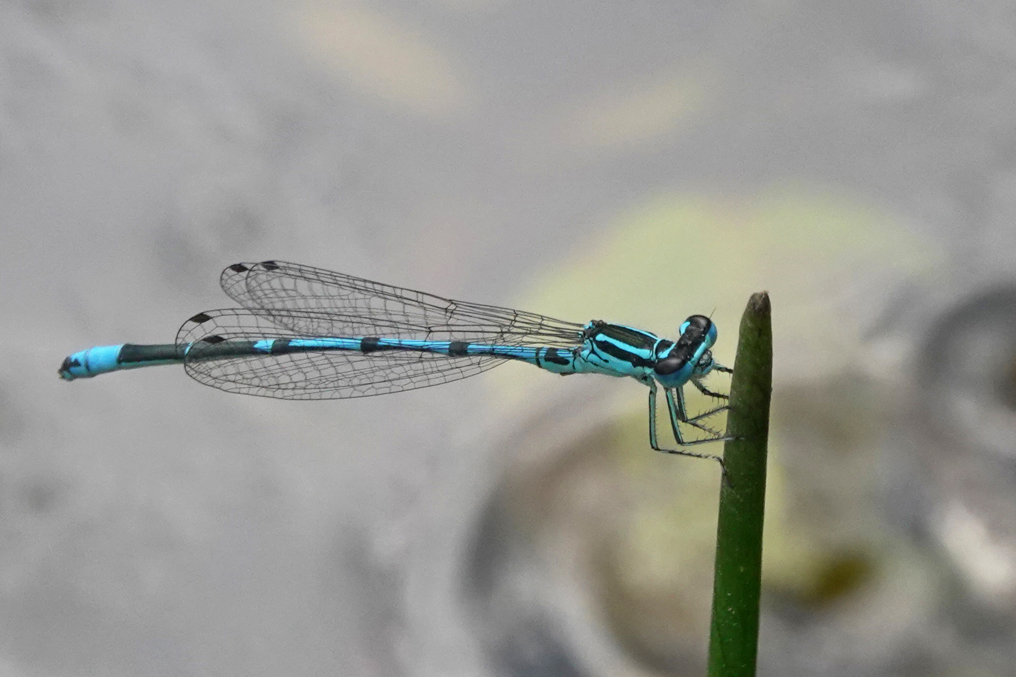 2019-08-agrion-jouvencelle