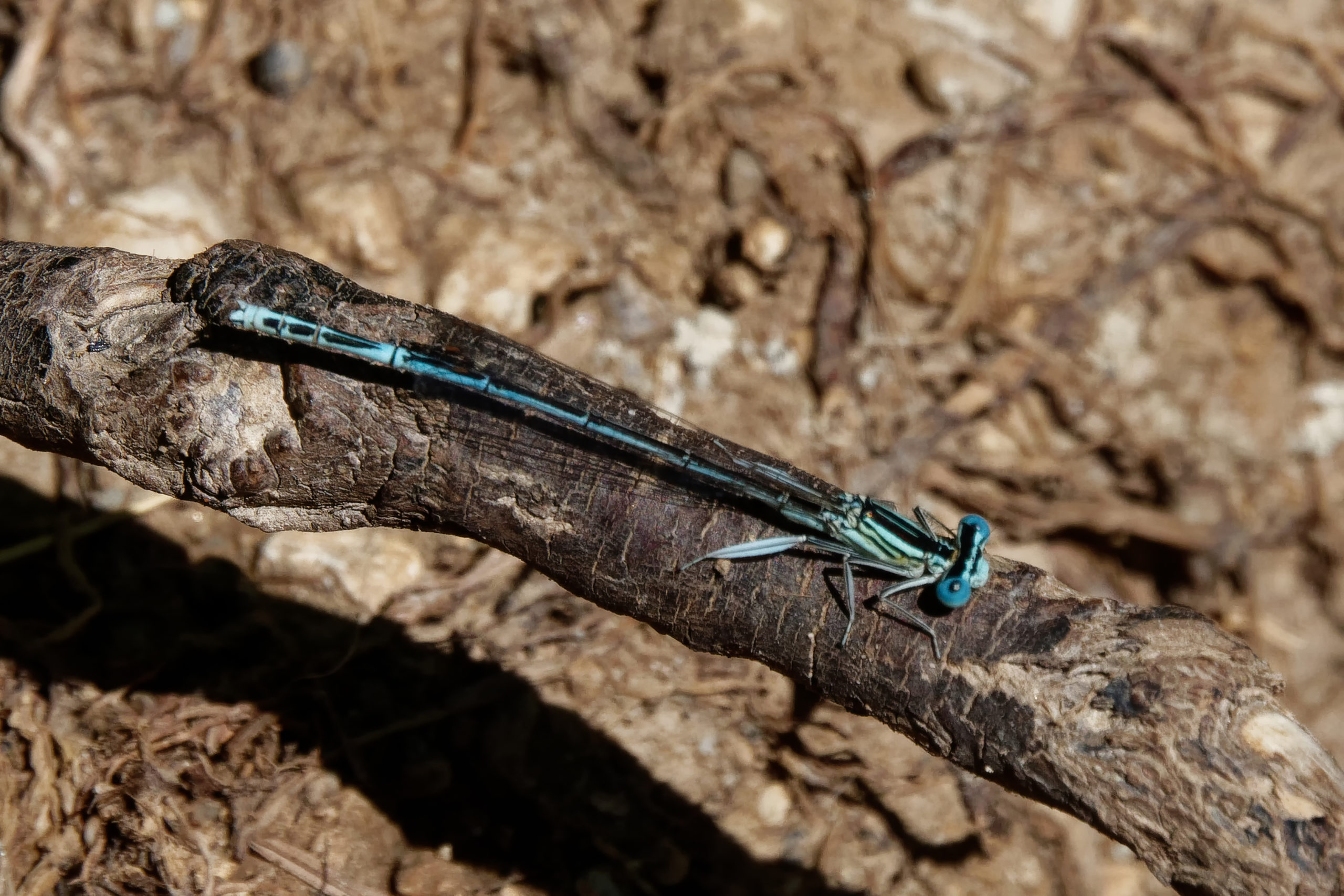 2019-08-agrion-larges-pattes