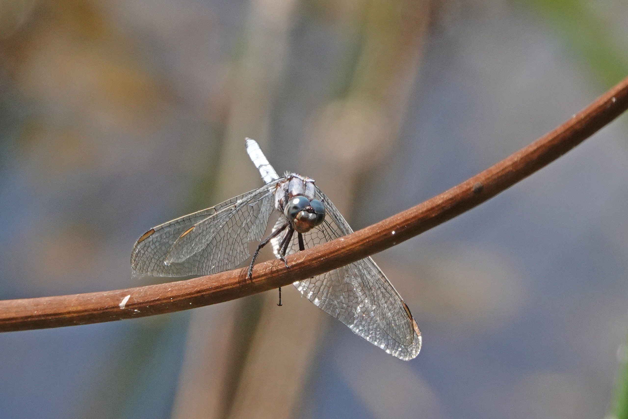 2019-08-orthetrum-cancellatum-1