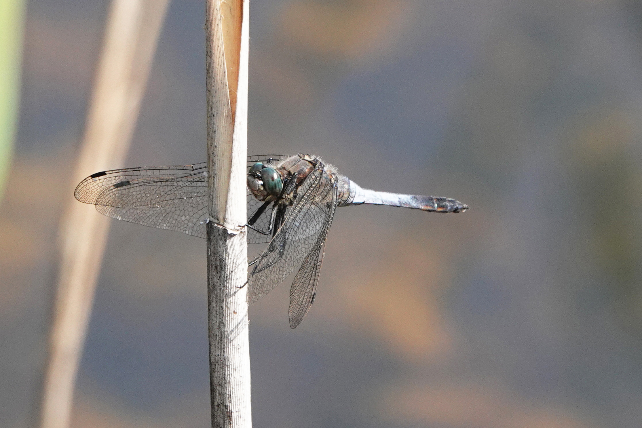 2019-08-orthetrum-cancellatum-3