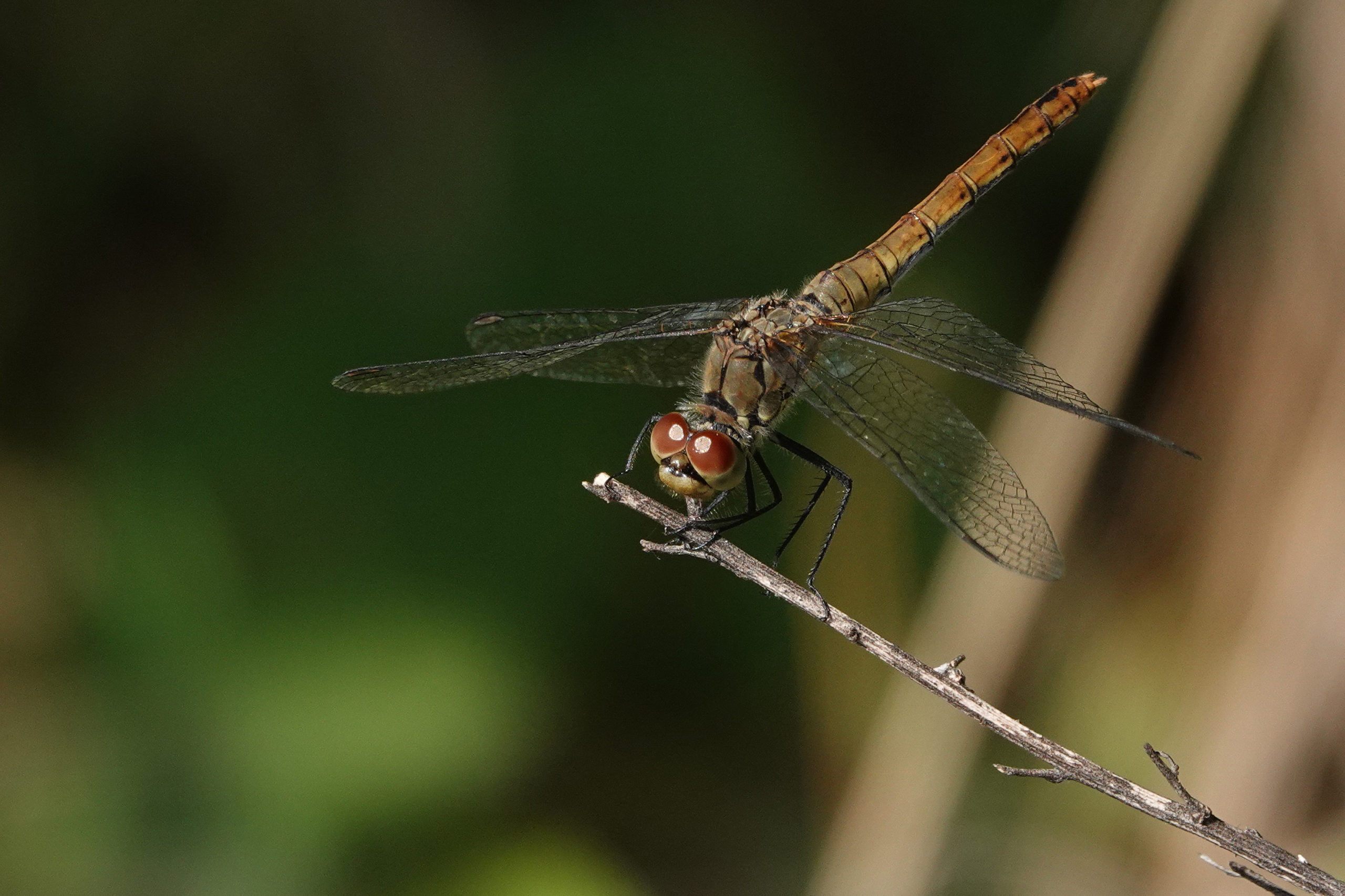 2019-08-sympetrum-rouge-sang-F