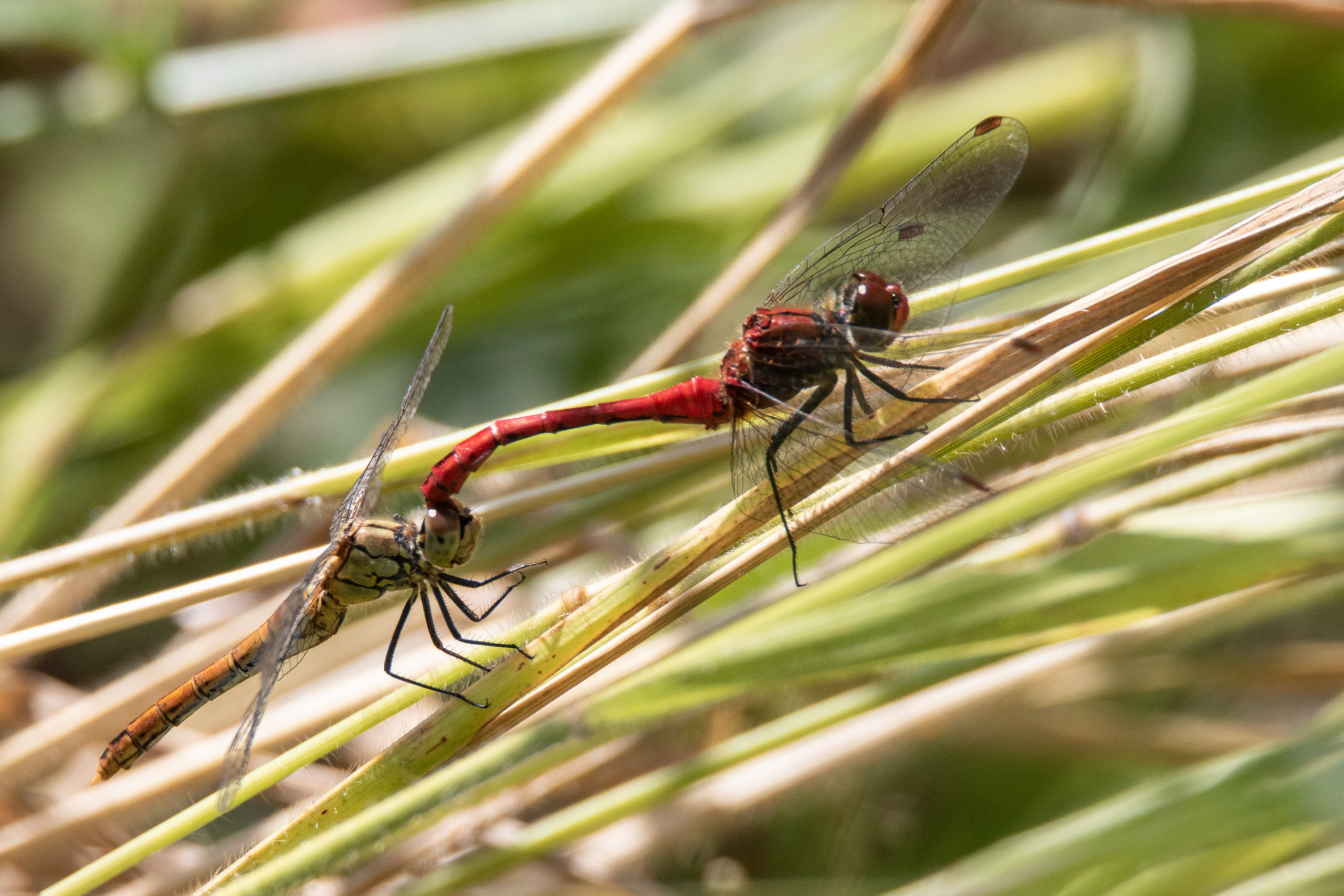 2019-08-sympetrum-rouge-sang