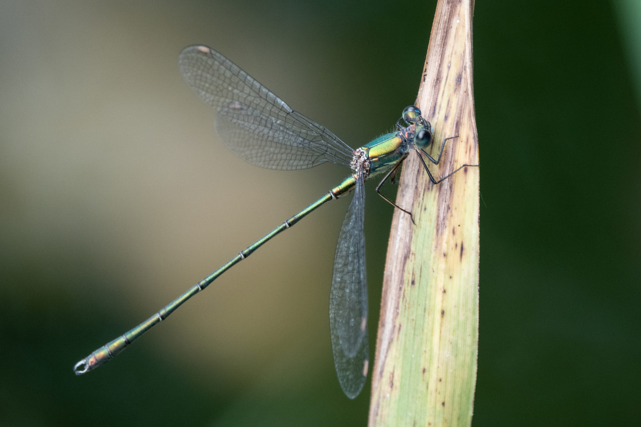 2019-09-leste-vert-3