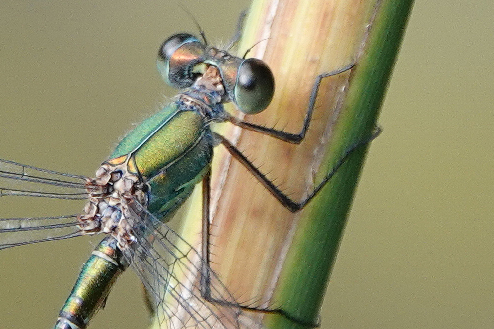2019-09-leste-vert-5