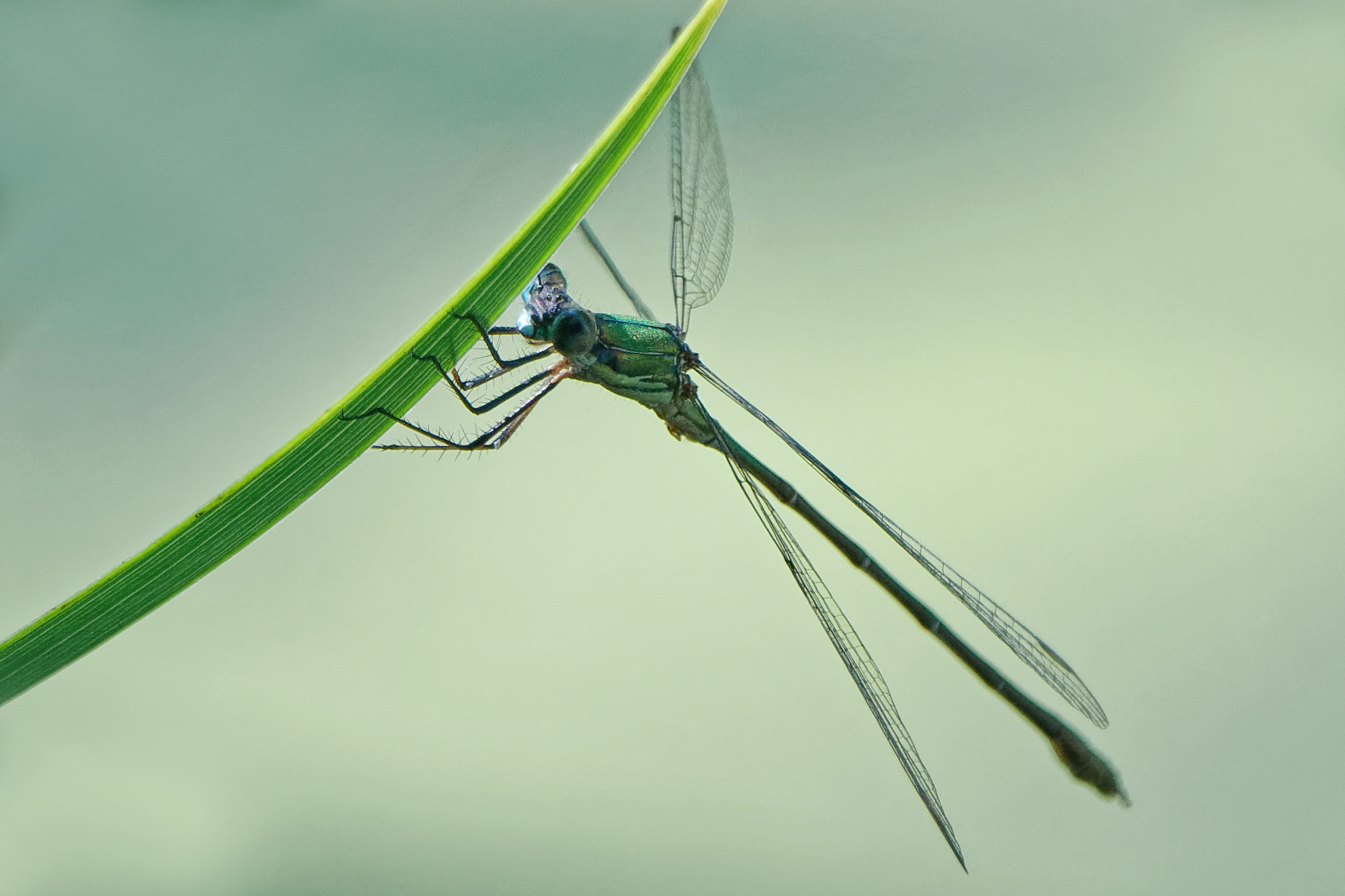 2019-09-leste-vert-6